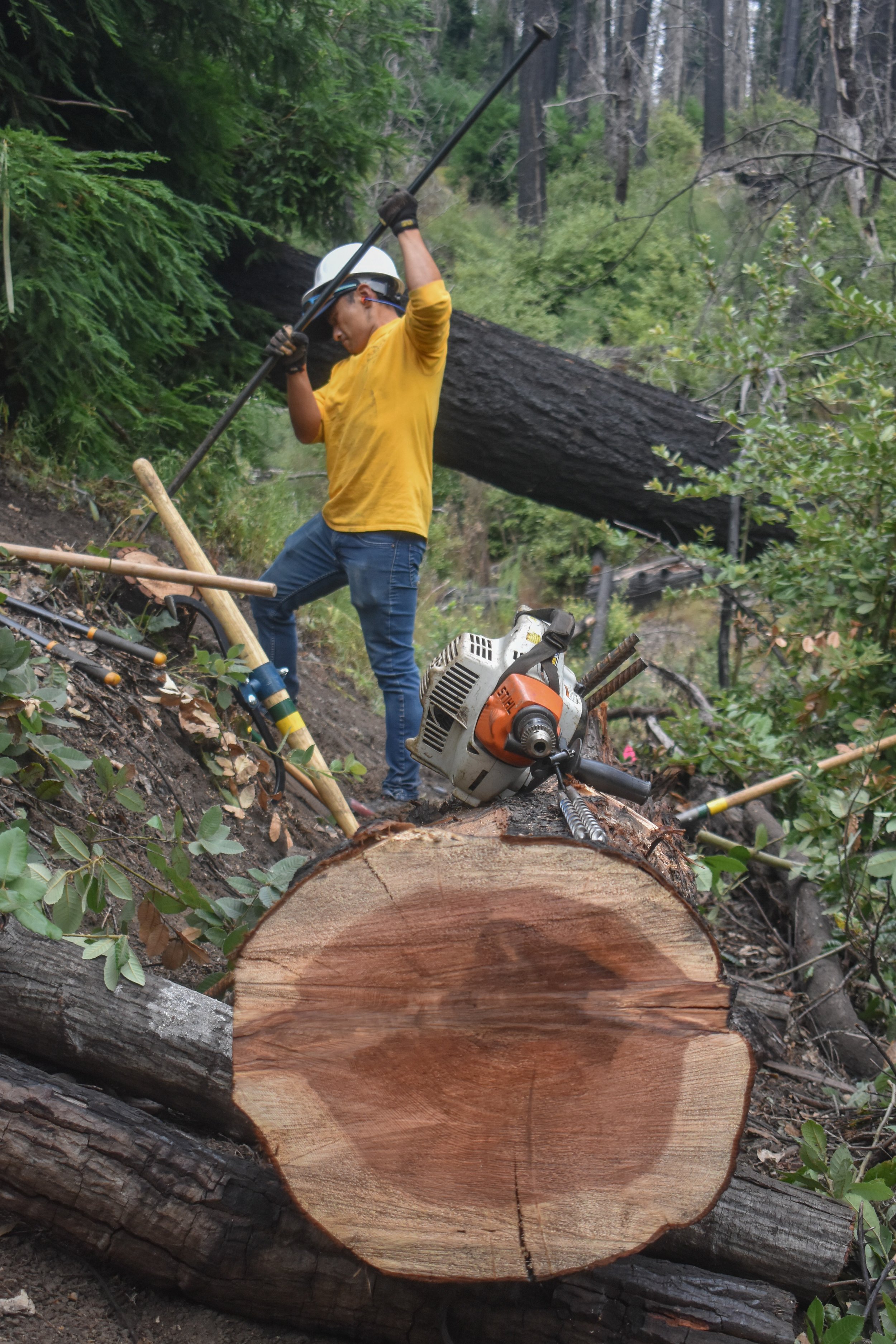 Log That Will Reinforce Reroute Trail Edge.jpg