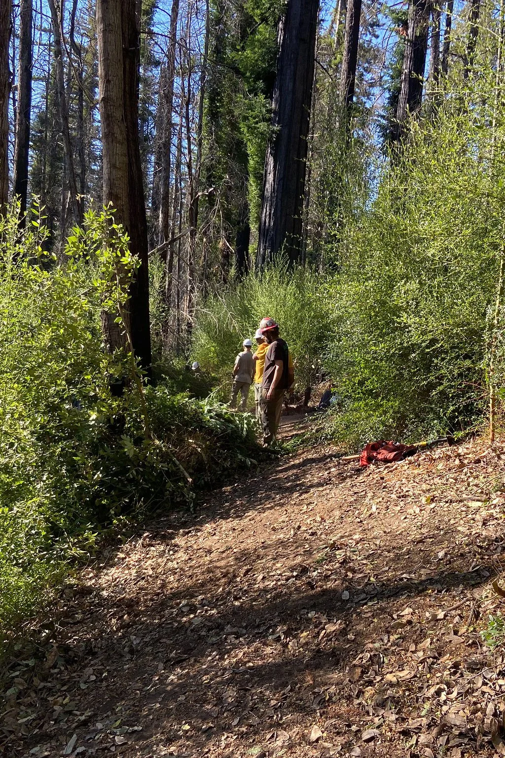 cleared path for rerouted trail.jpg