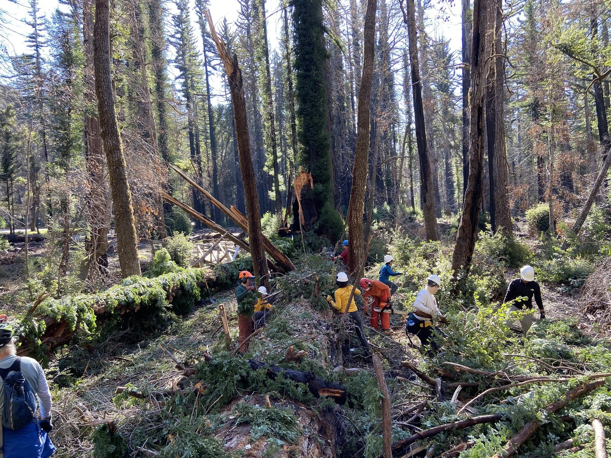 clearing between two redwoods 2.jpg