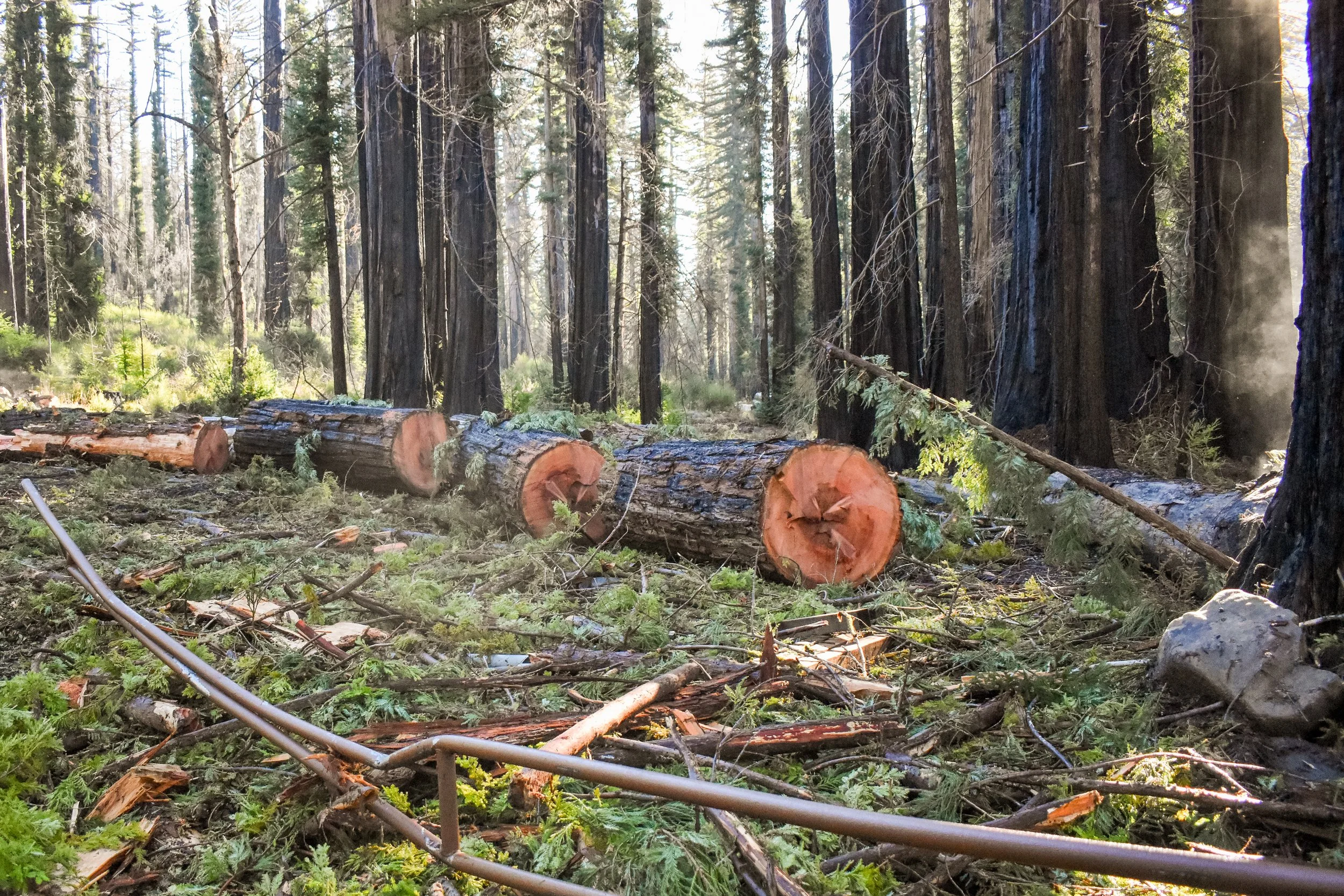 Damaged J-Camp Gate From Fallen Redwood.jpg
