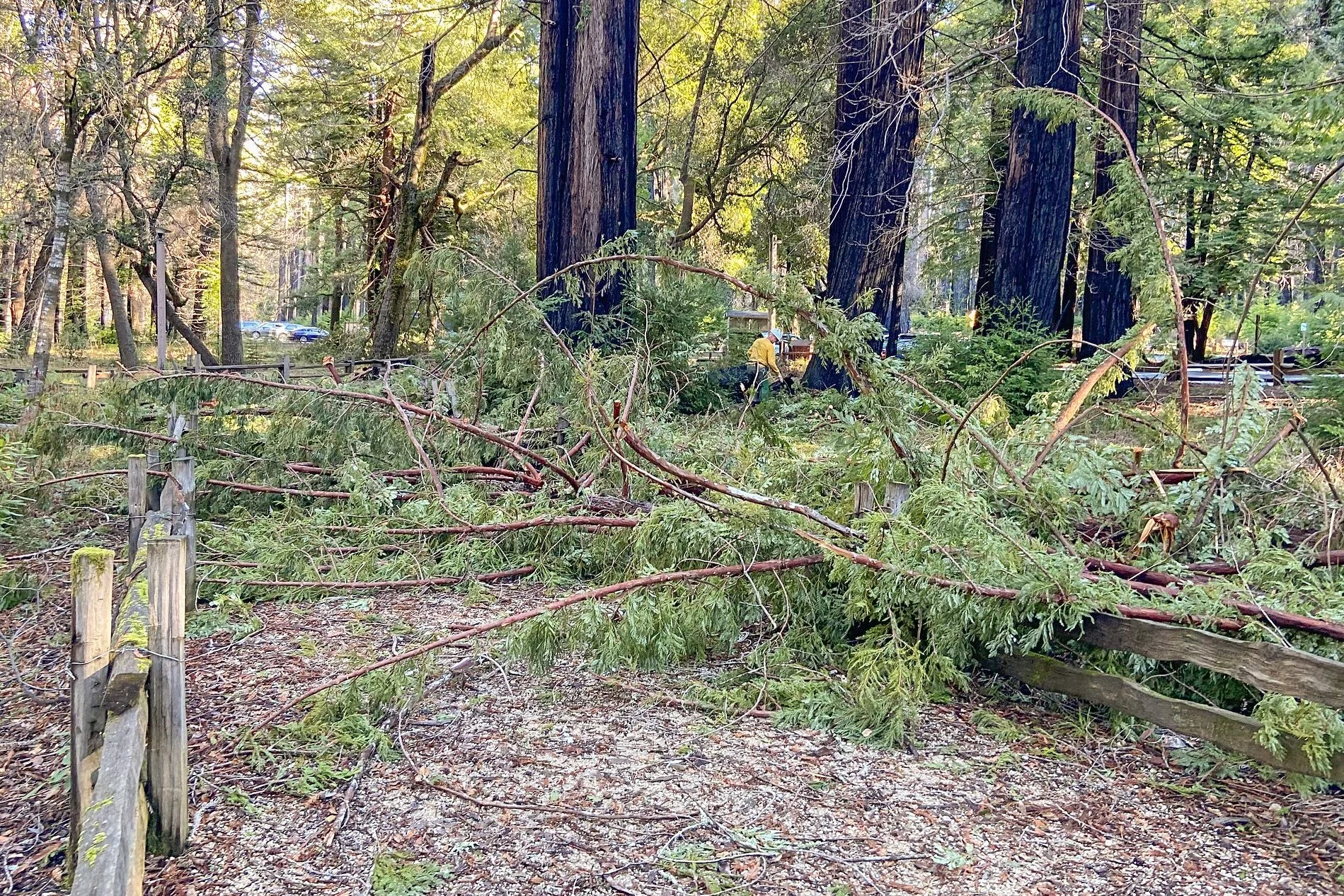 before clearing the redwood loop fallen tree.jpg