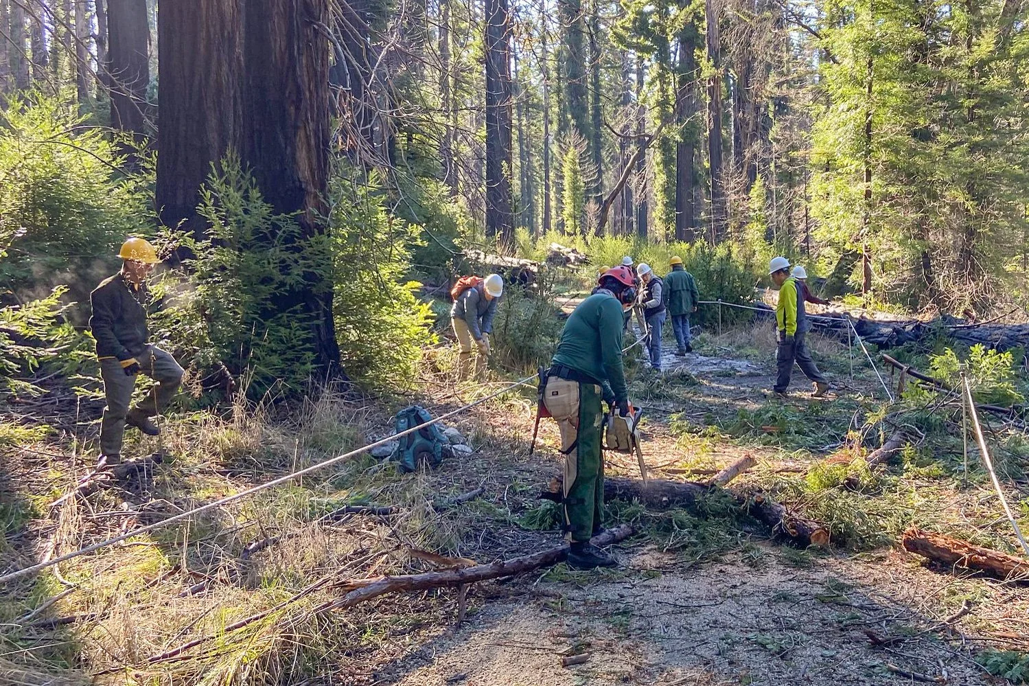 clearing fallen branches on the redwood loop.jpg