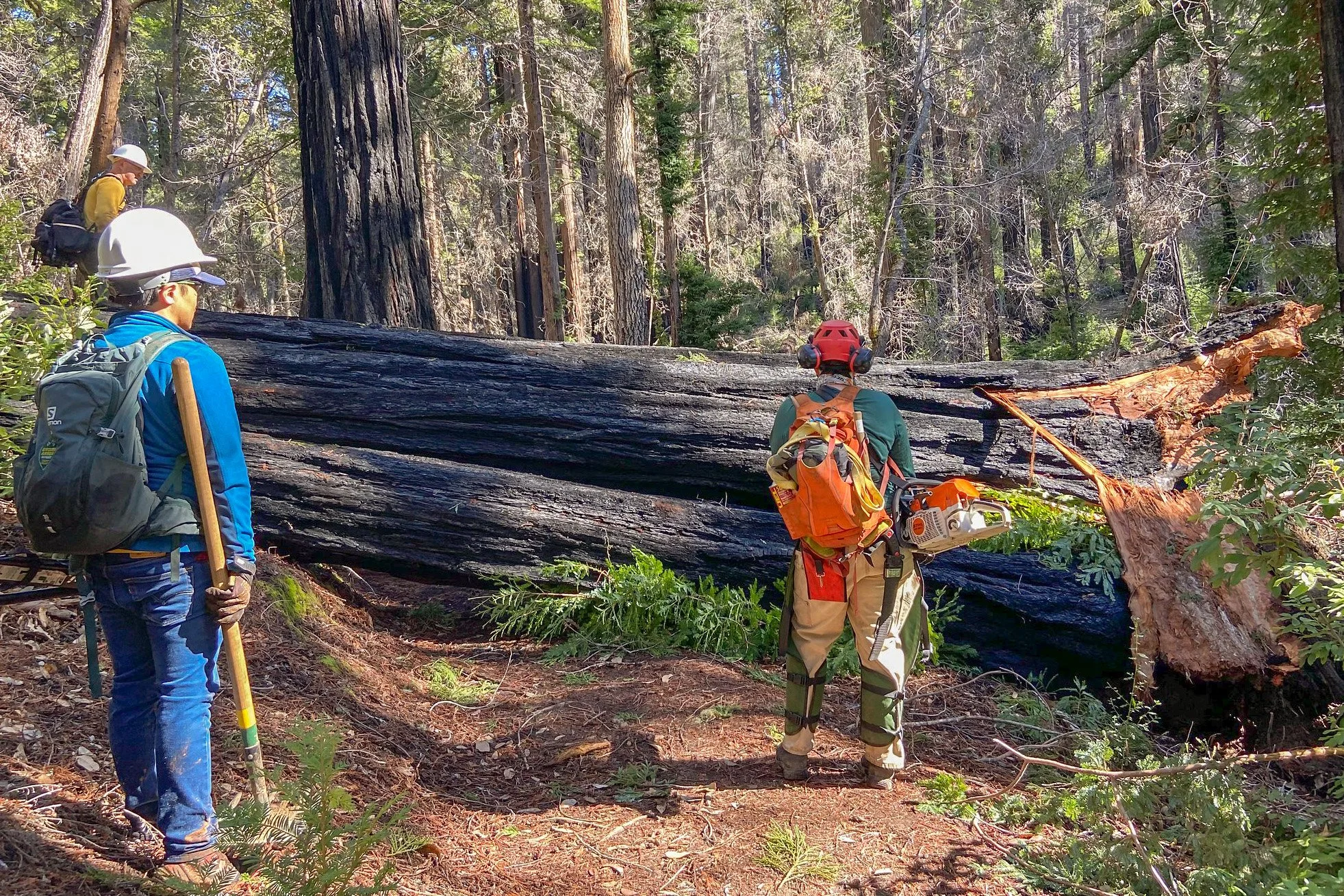 redwoods down across the skyline to the sea trail.jpg