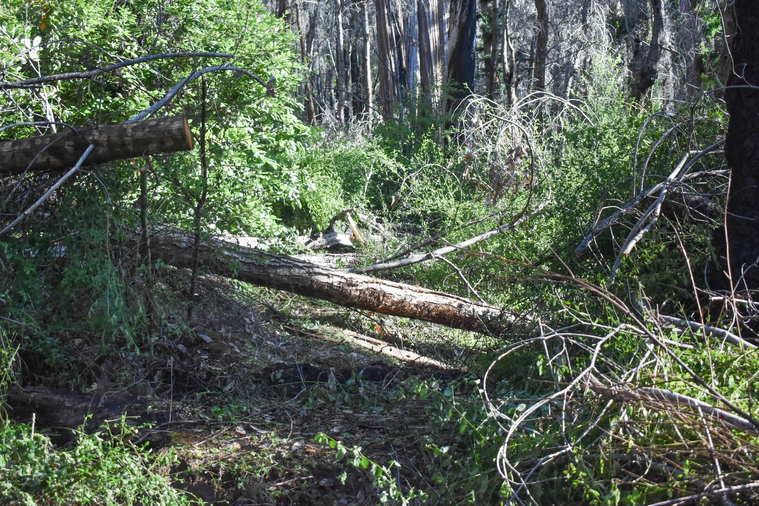 Before Work-This is the Trail.jpg