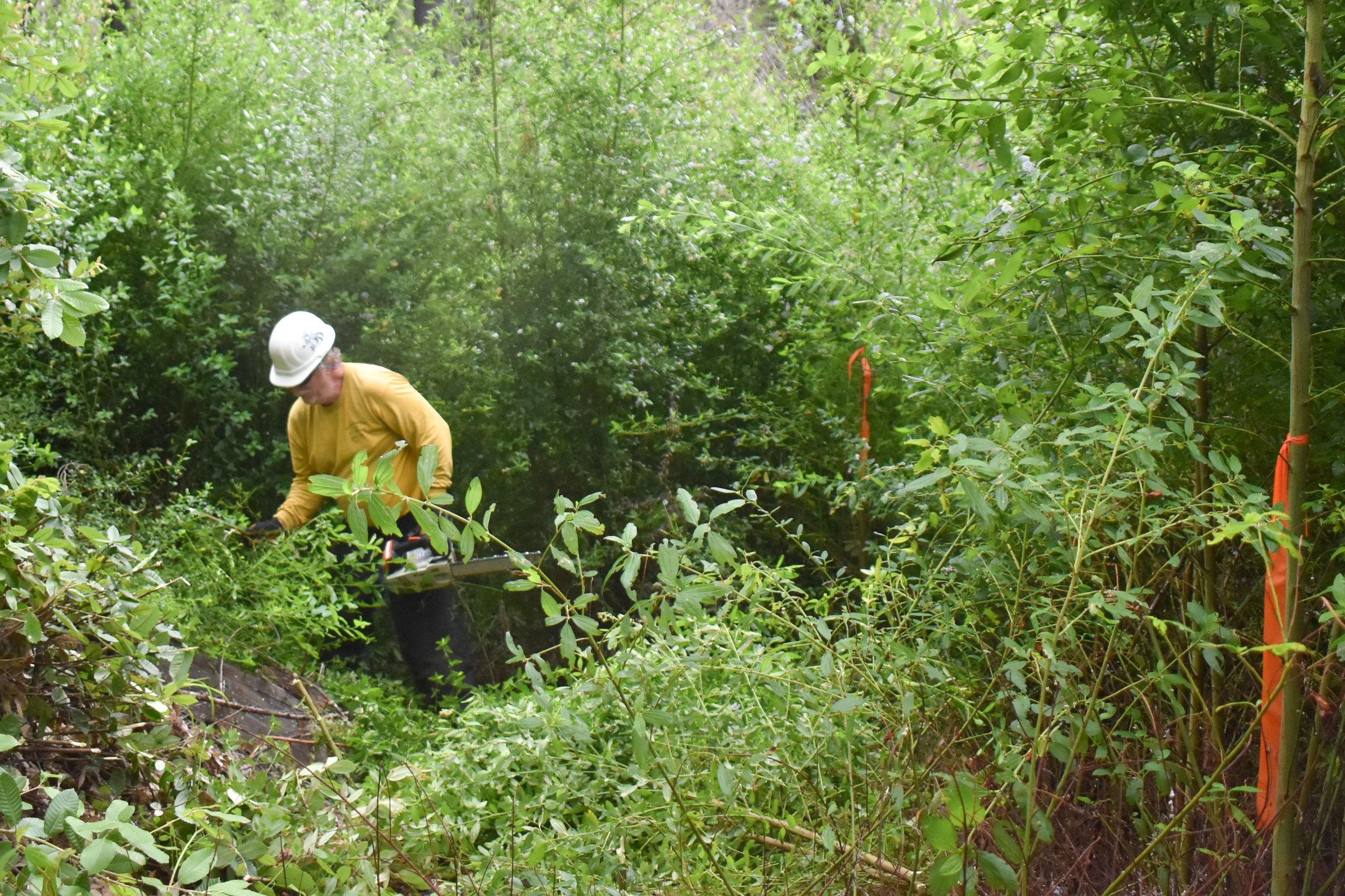 XSC_0807.jpg