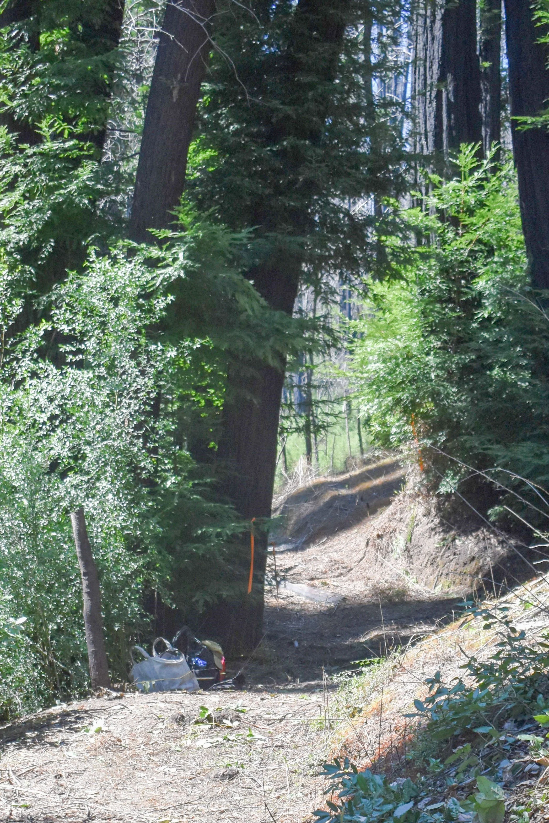 Sequoia Trail_.jpg