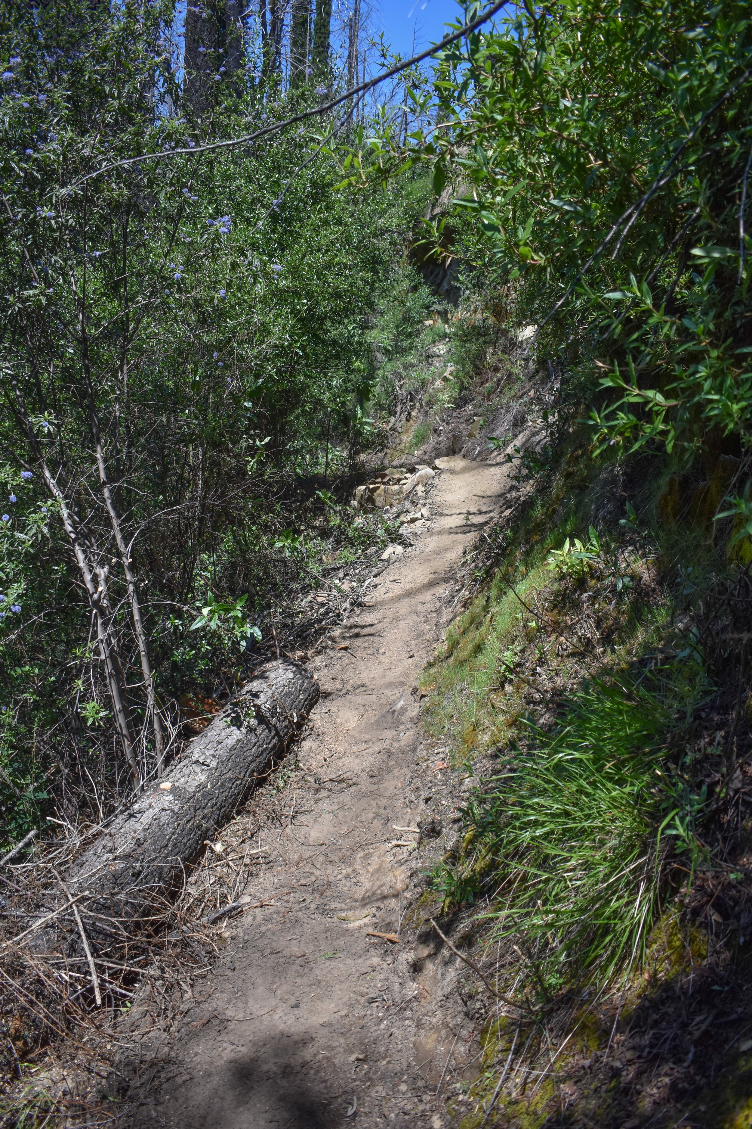 Cleared Trail.jpg