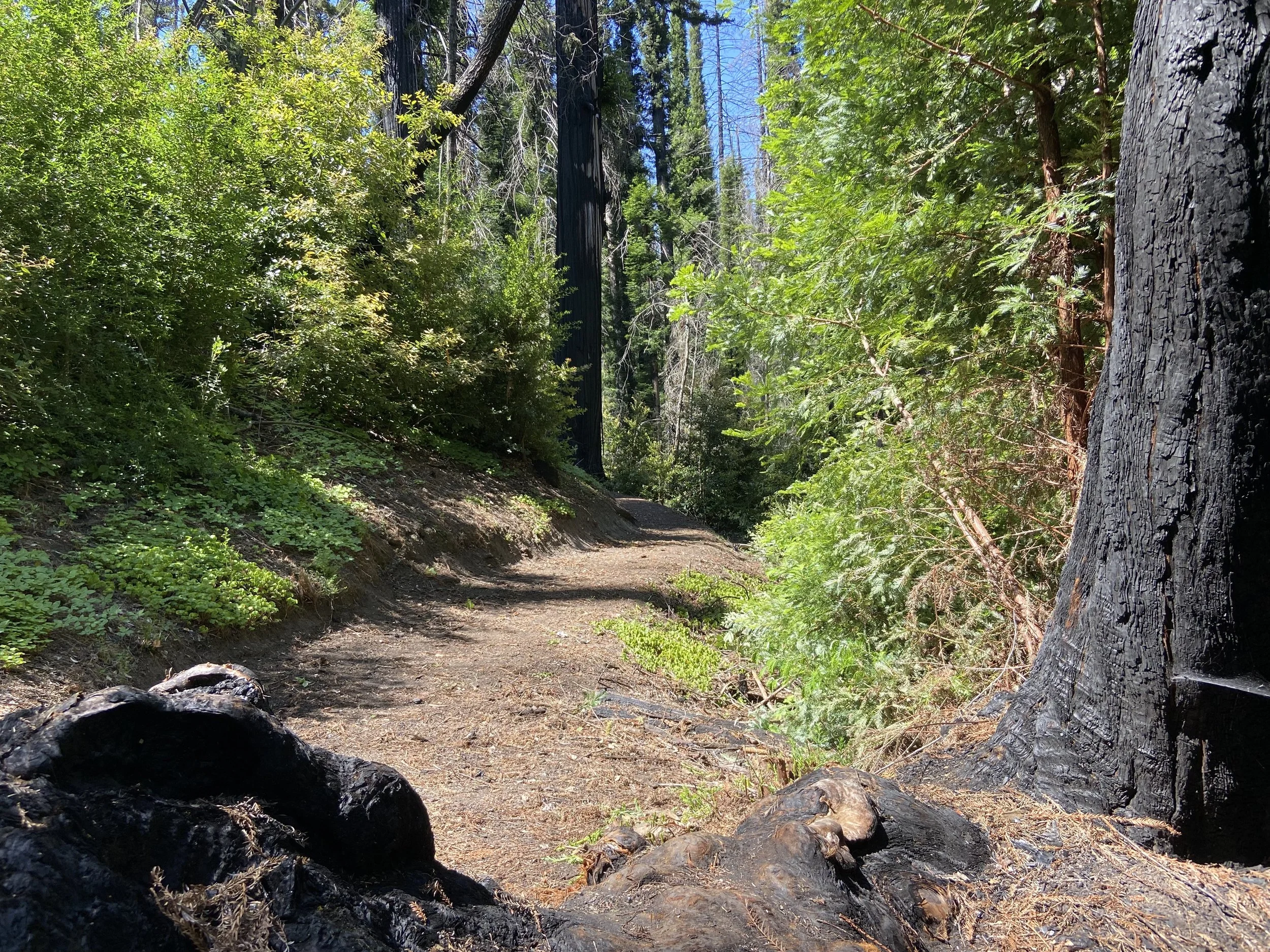 MAY 31 - Sequoia Trail - North