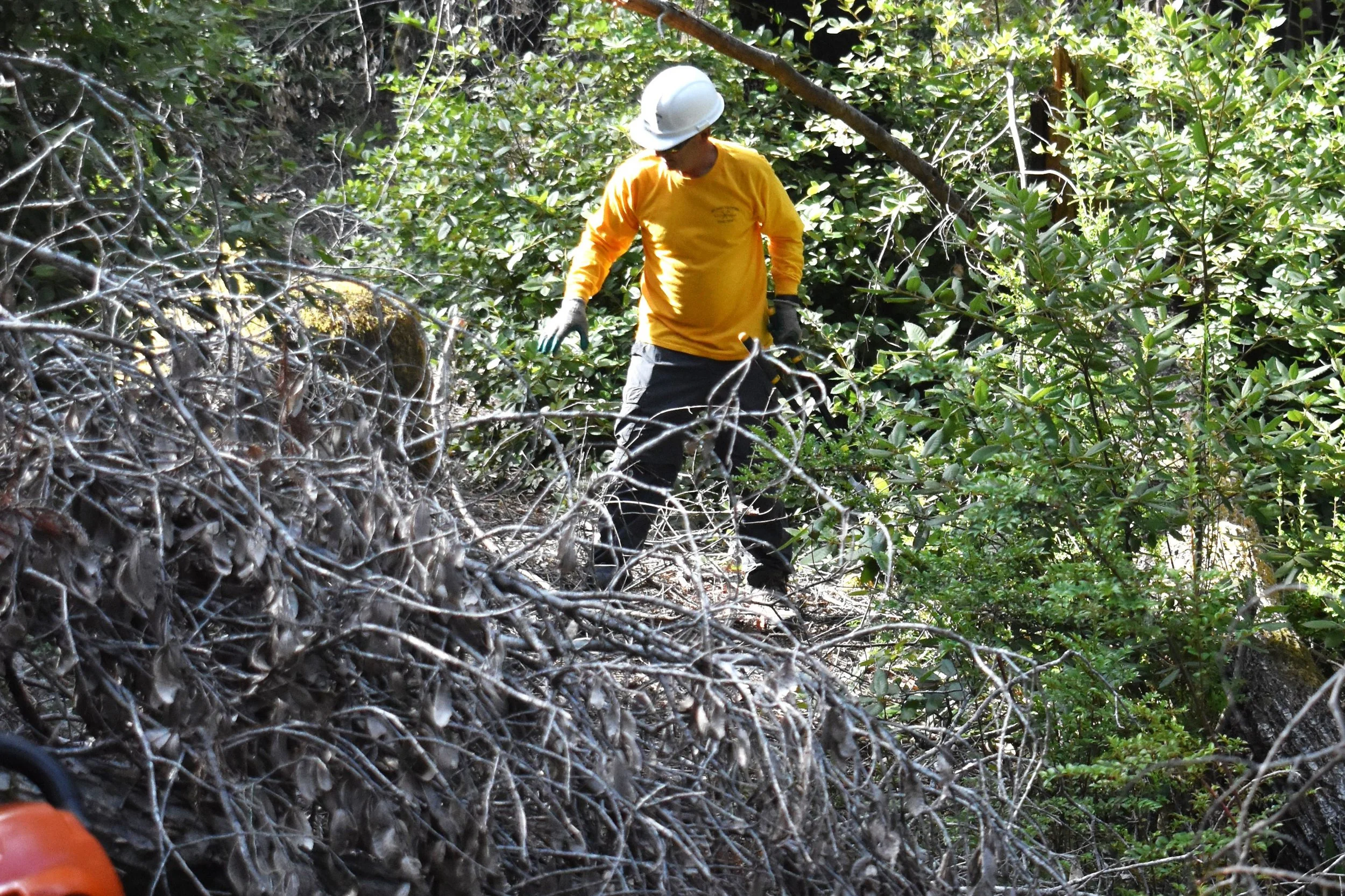 Standing in Partially Cleared Burn Pile Site.jpg