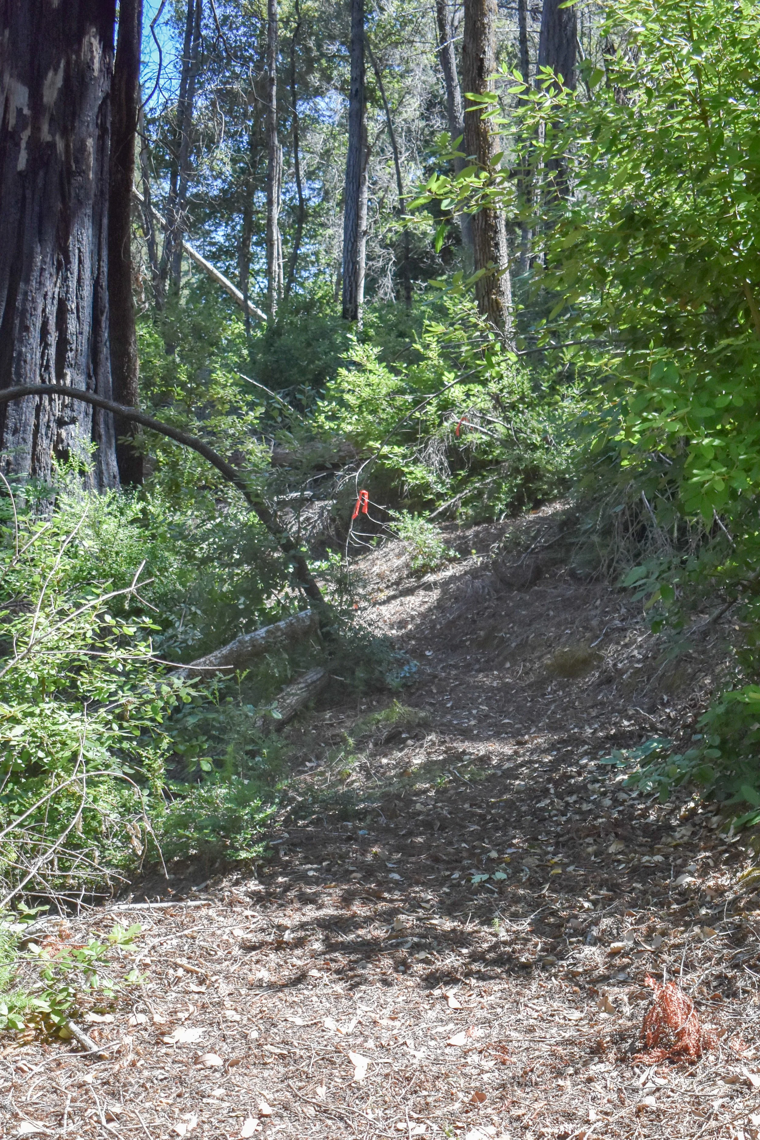 DSC_0033.jpg