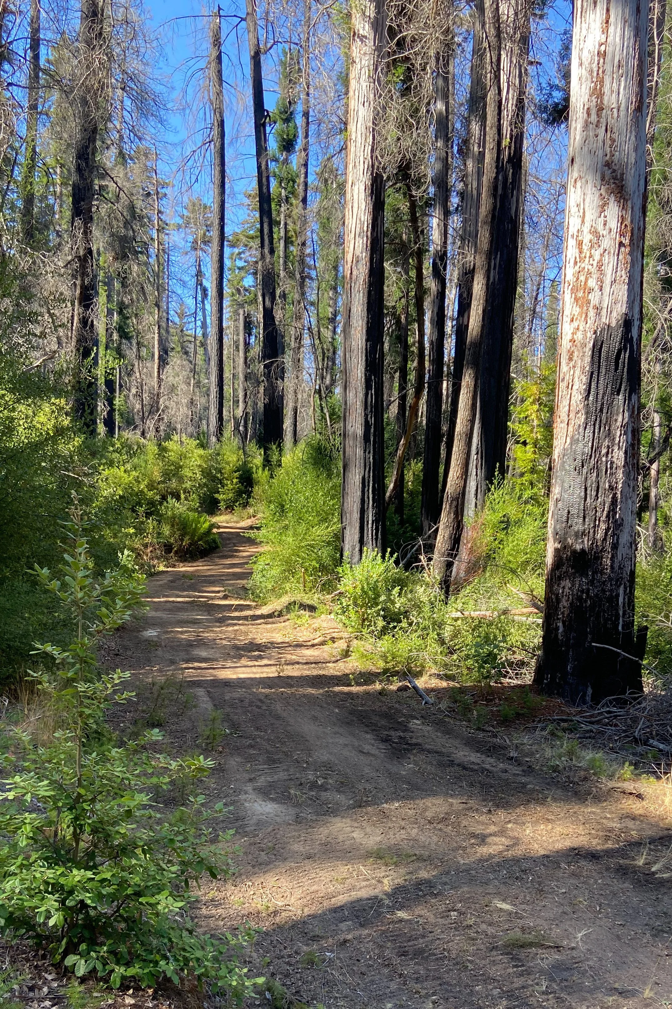 freshly dozed fire road.jpg