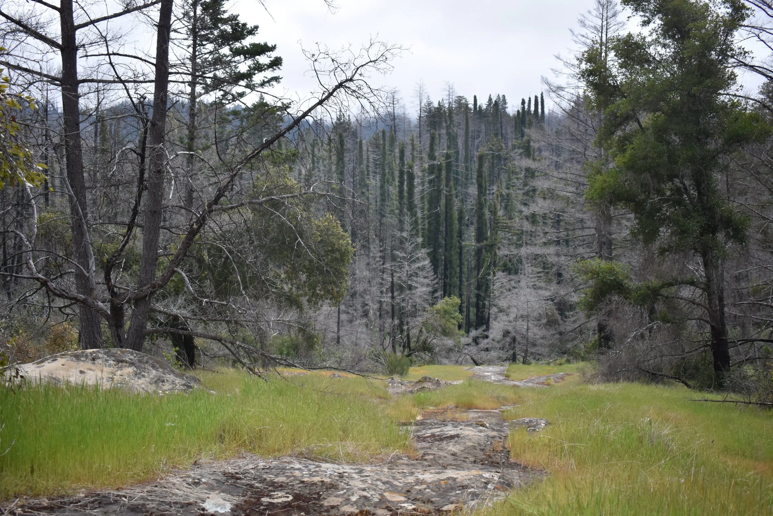 Slippery Rock Just Below Burn Pile Site.JPG