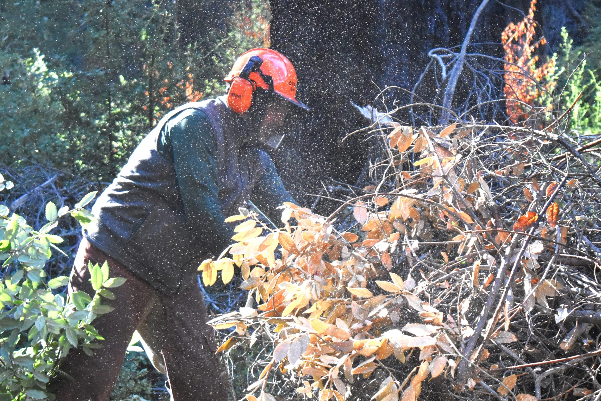Sun Lite Wood Chips.jpg