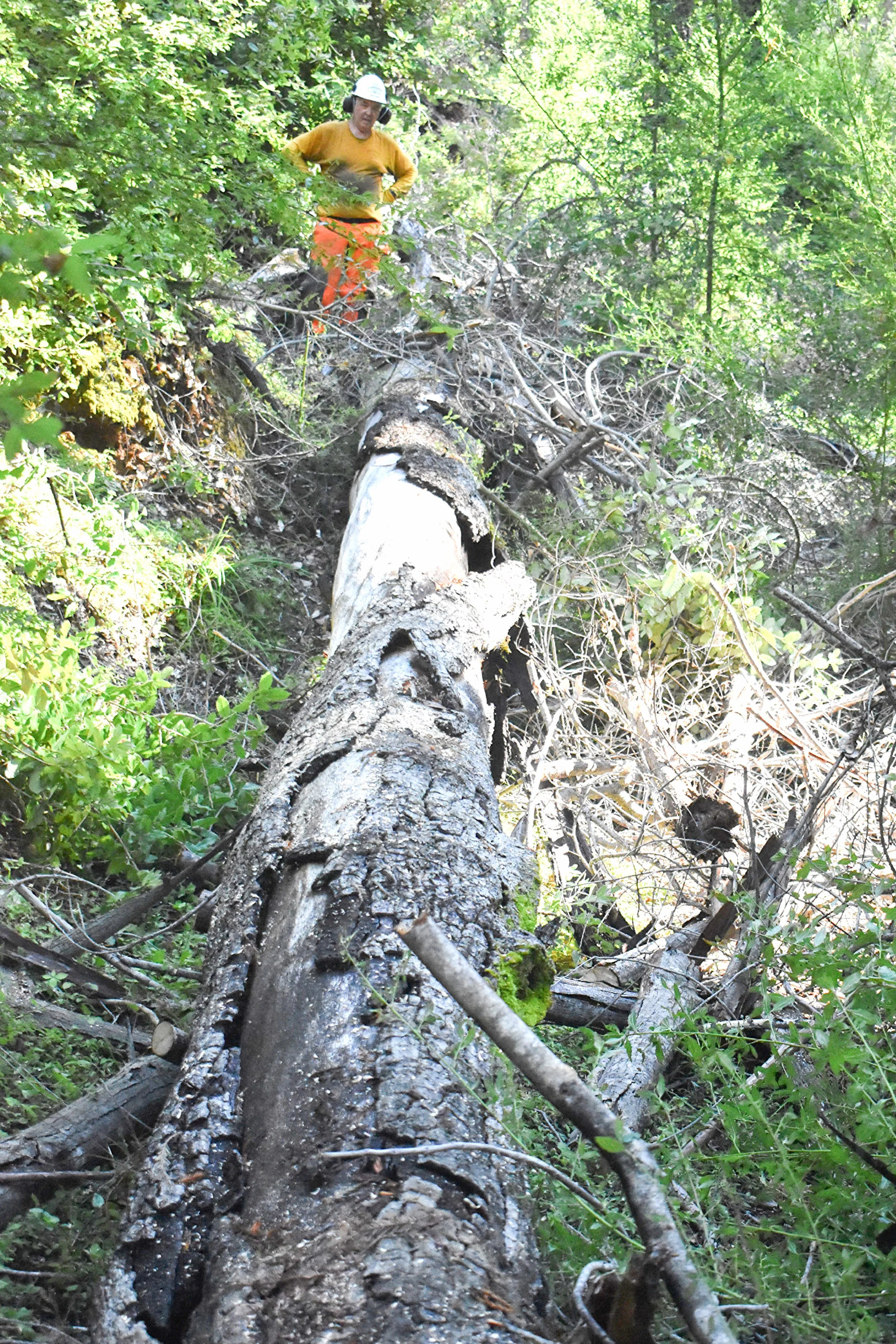 Fallen Tree on Trail.jpg