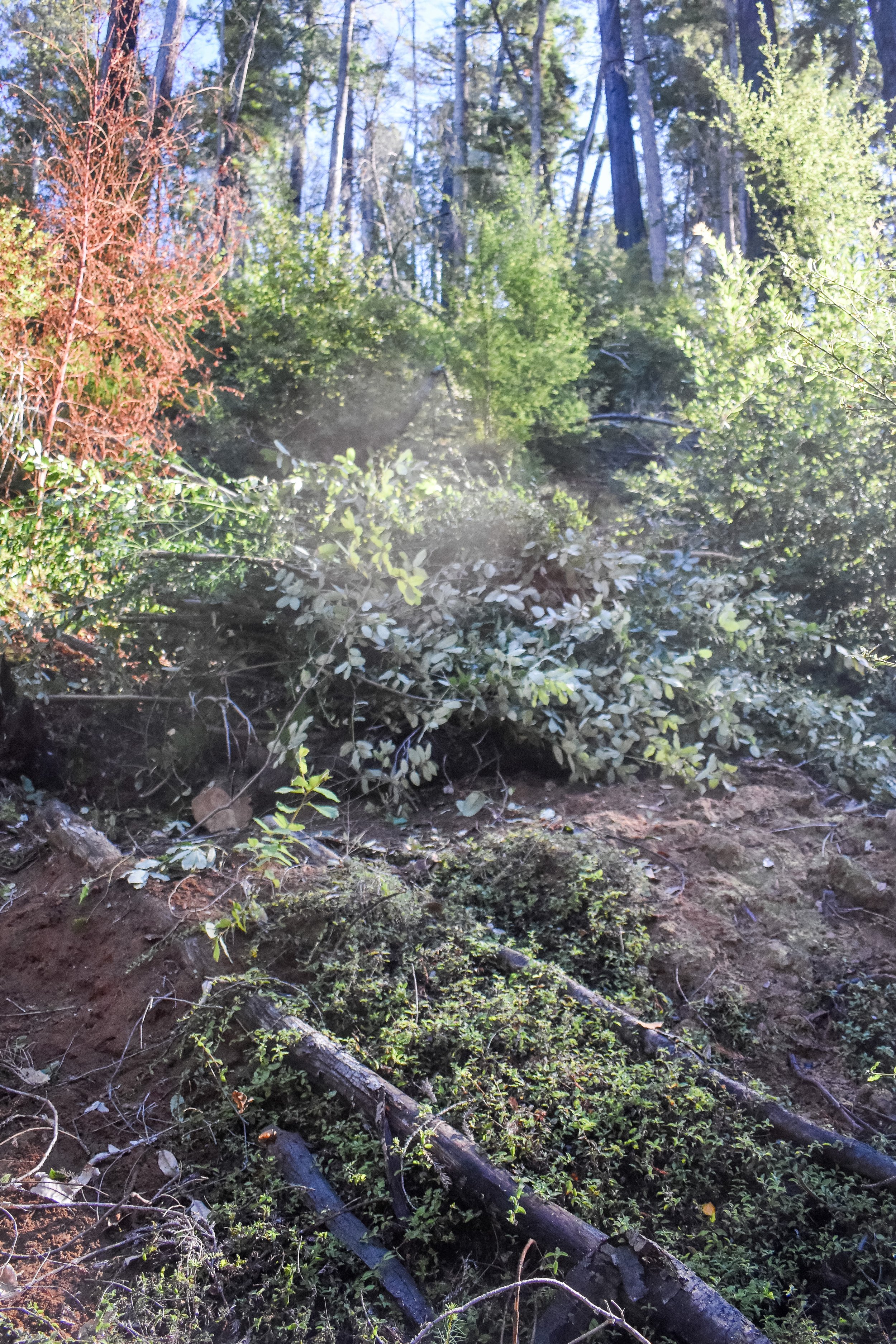 Partially Cleared Tr.jpg