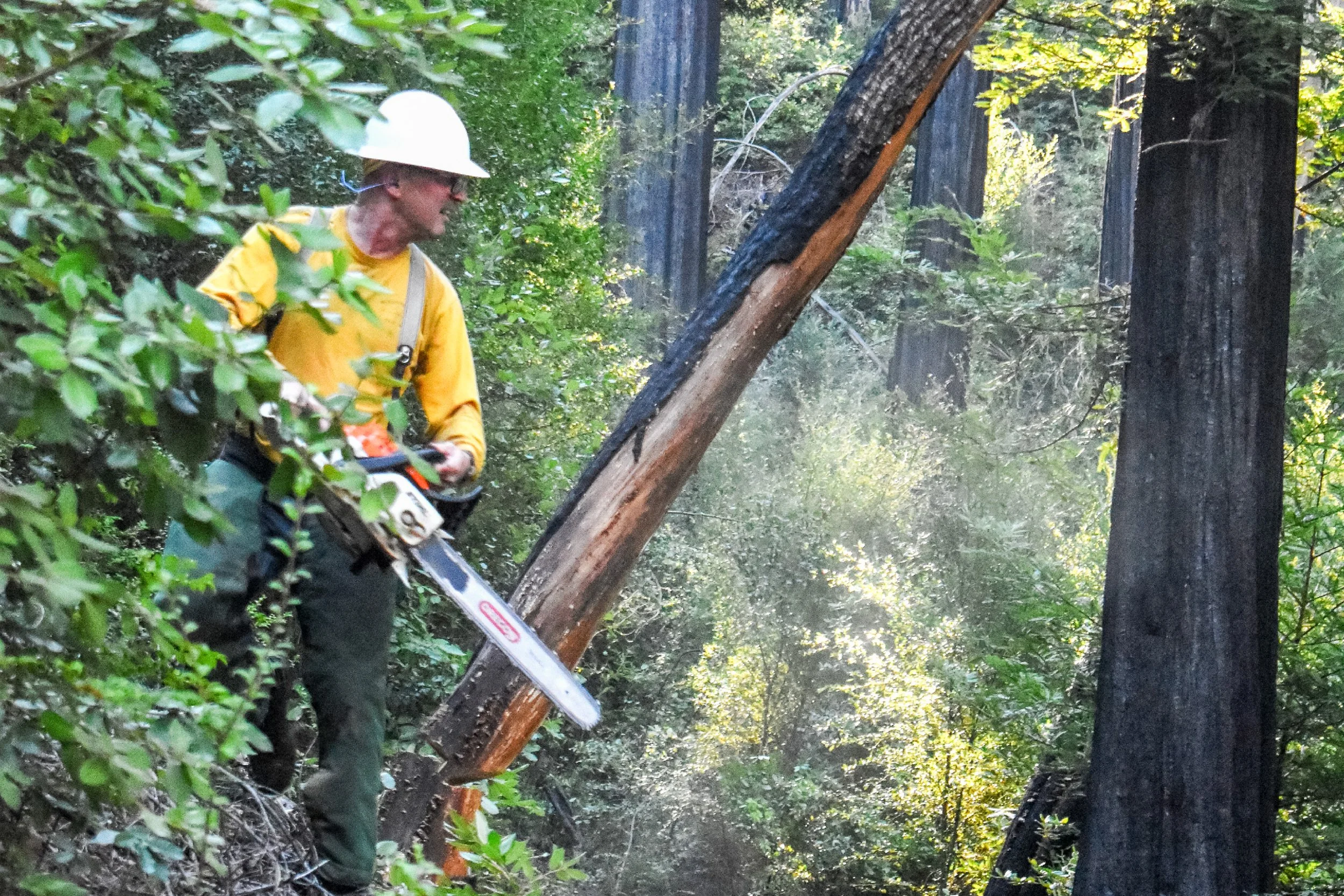 Felling a Burned Tree.jpg