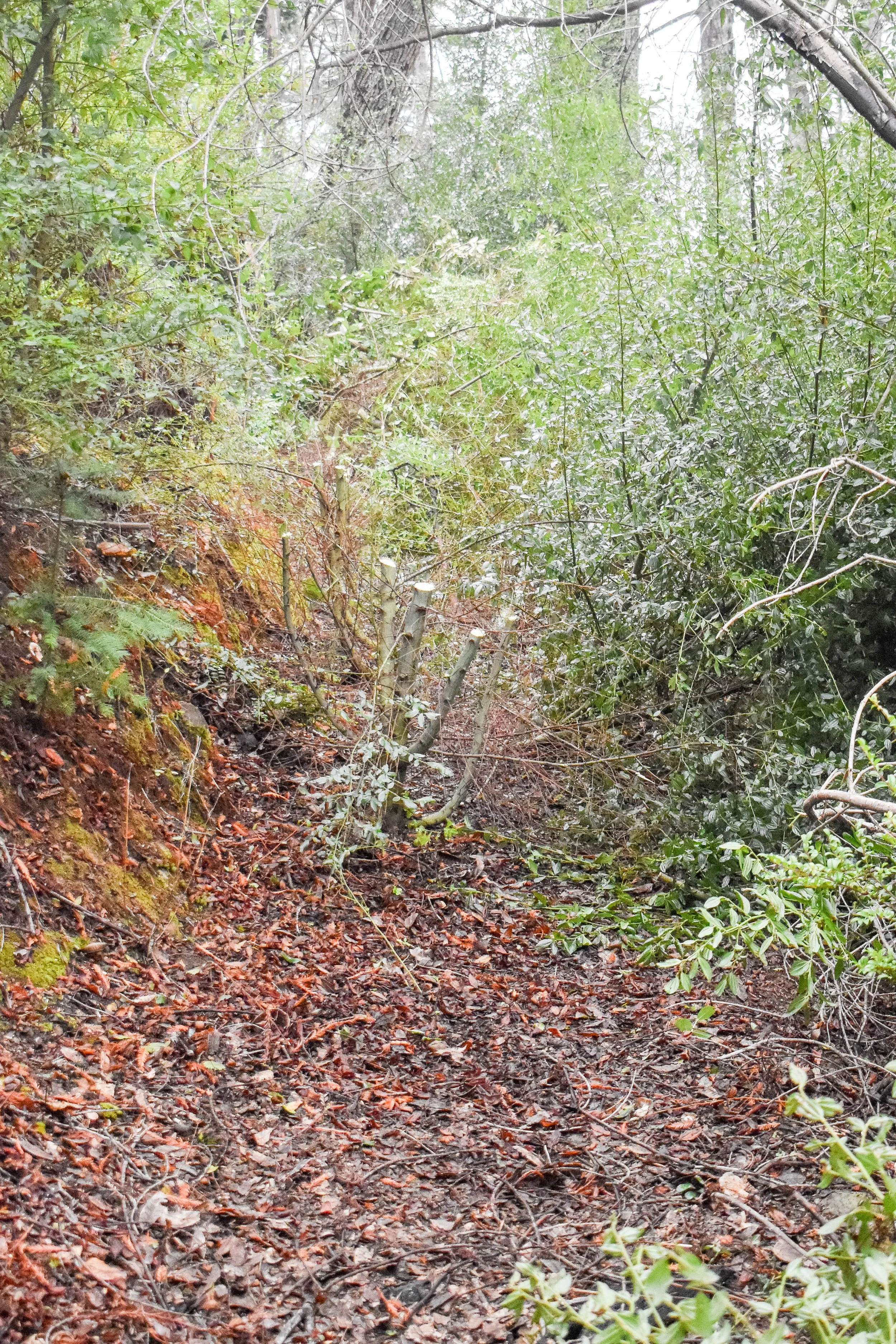 Little More Than a Game Trail.jpg