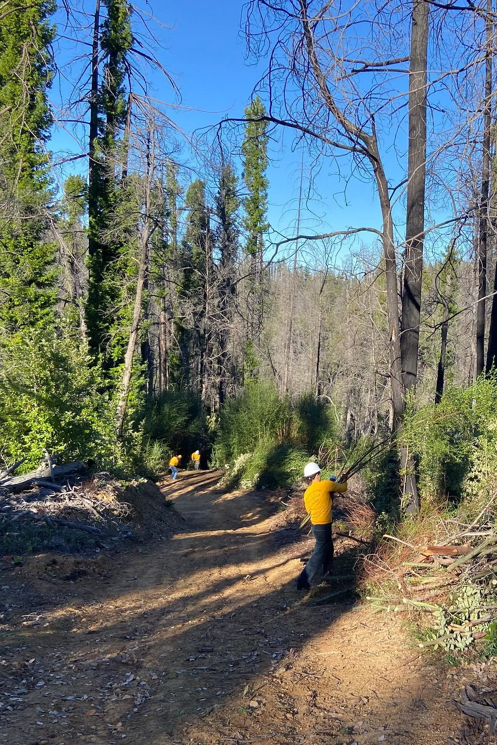 adding to a chipper pile.jpg