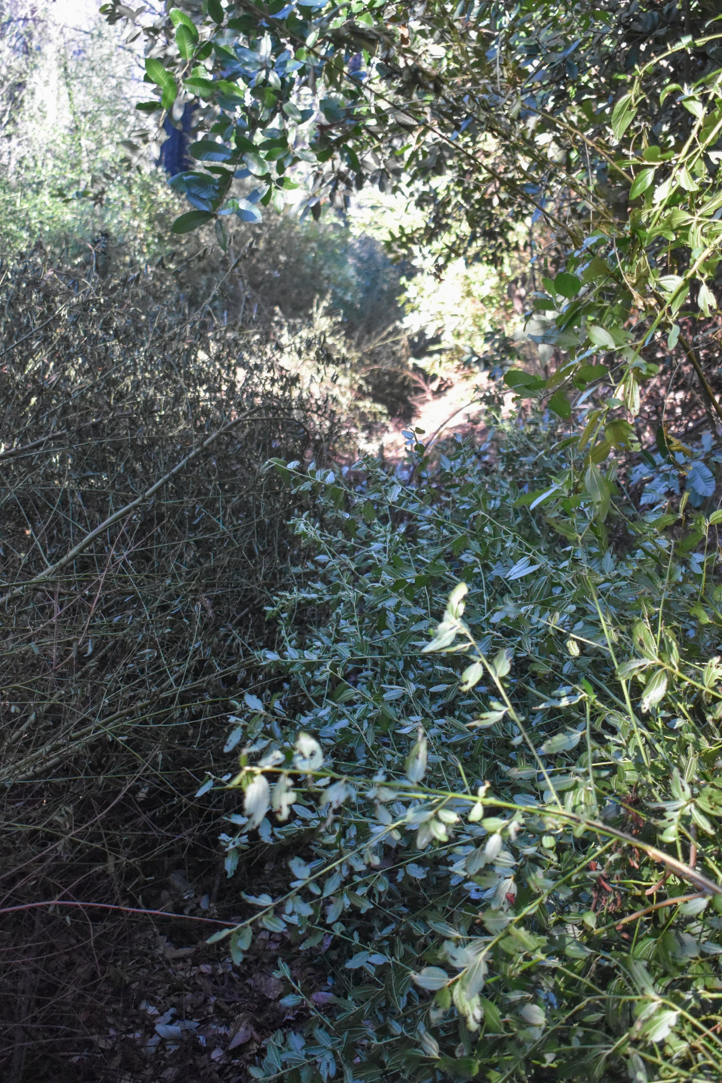 Cut Material Along Trail.jpg