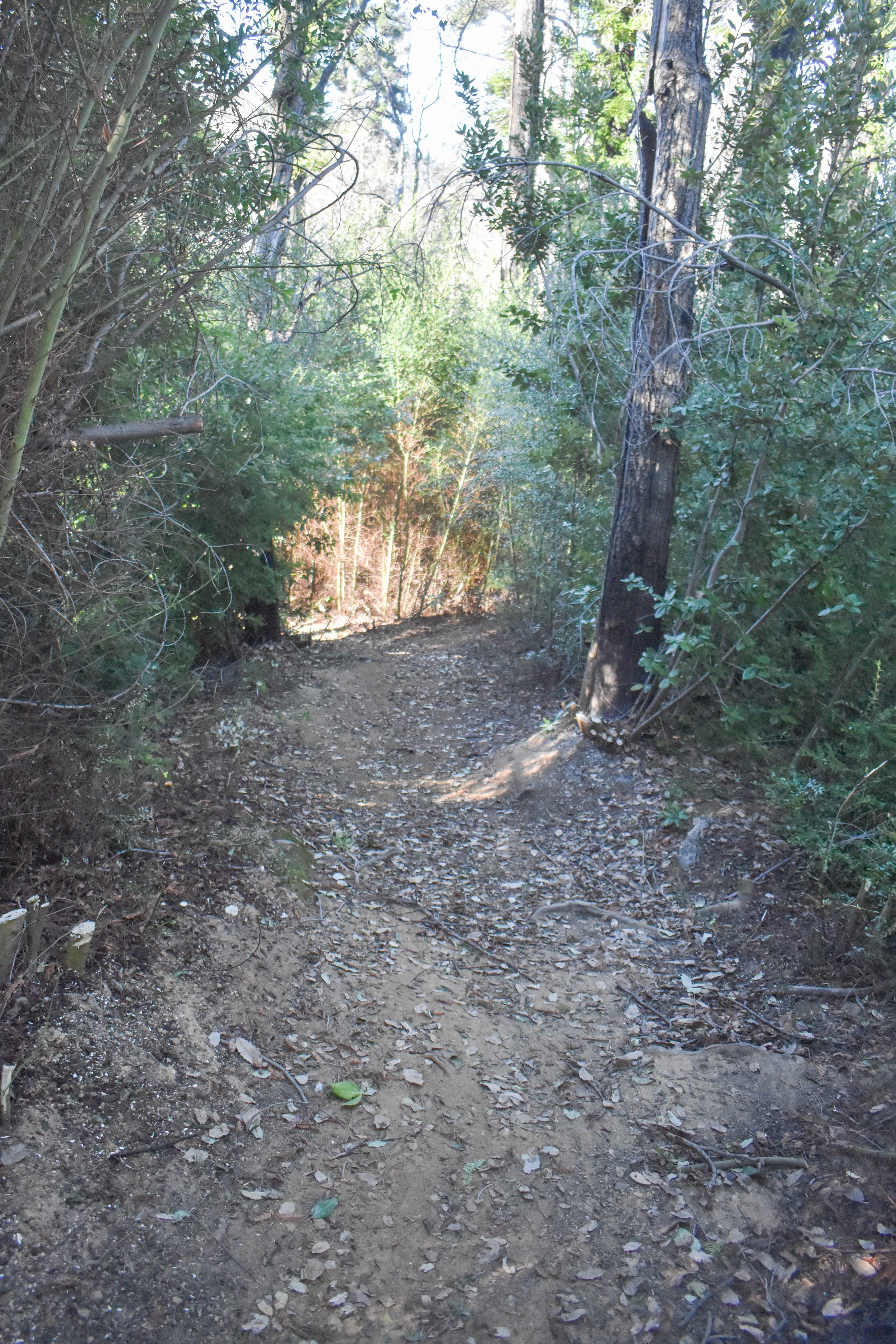 Light at End of Tunnel - Cleared Tr.jpg