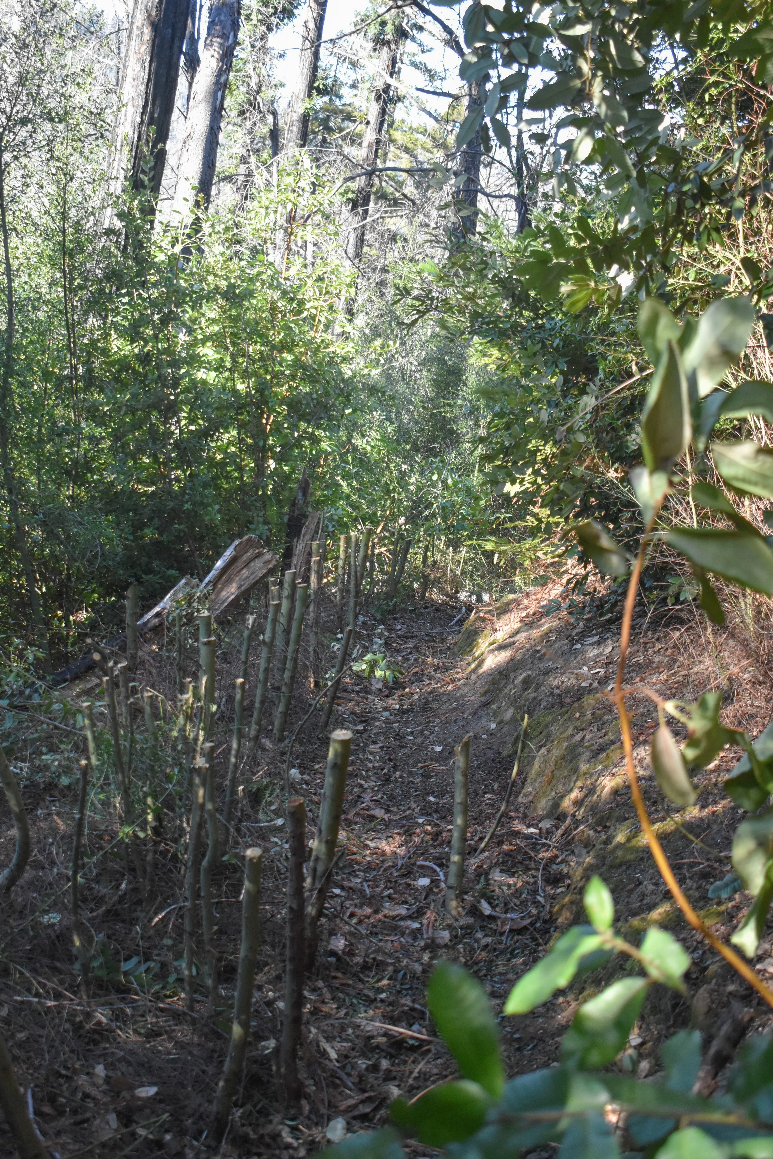 Lots of Stobs That Will Need to be Pulled Next Time.jpg