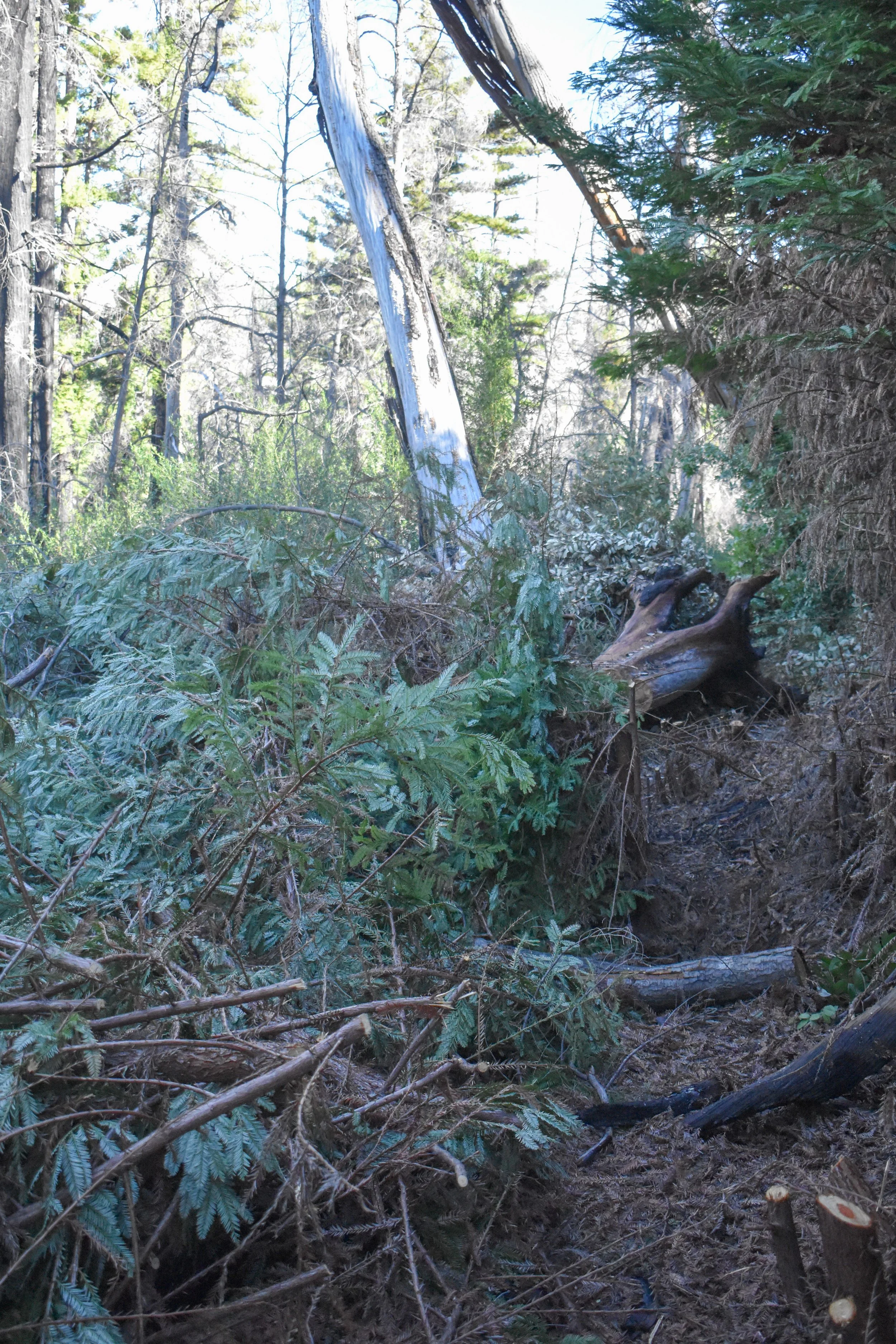 More Cut Debris Waiting to be Removed From Tr.jpg