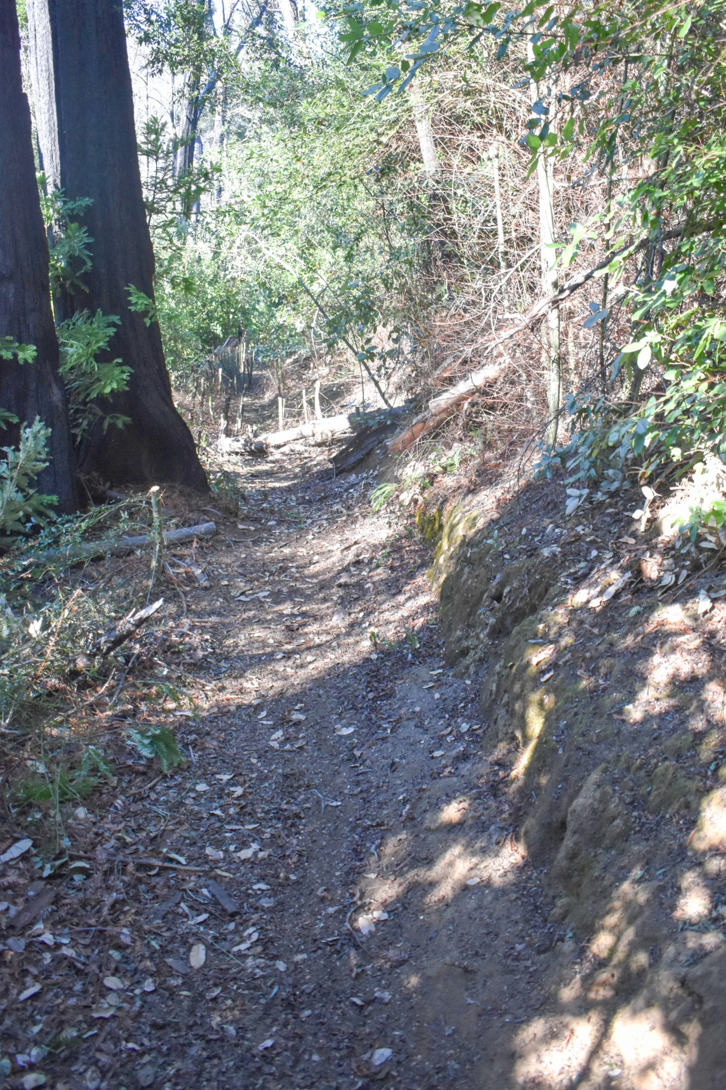 Trail After Debris Removal.jpg