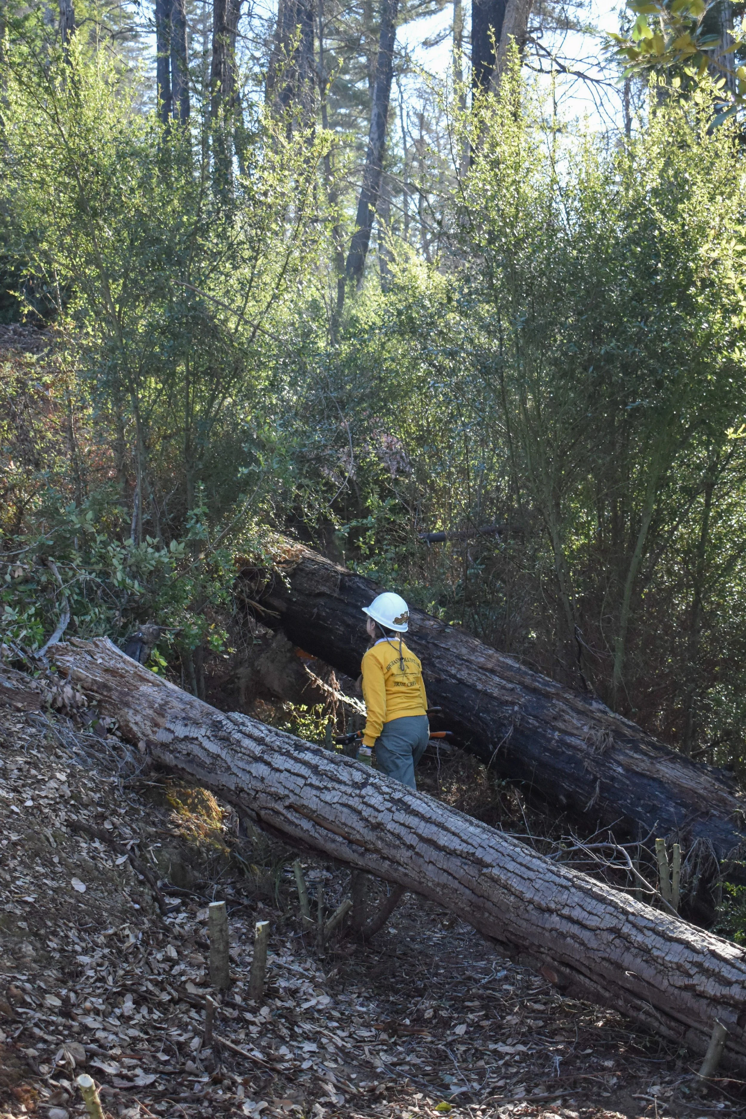 Trees Blocking Tr. Left for Next Workday.jpg