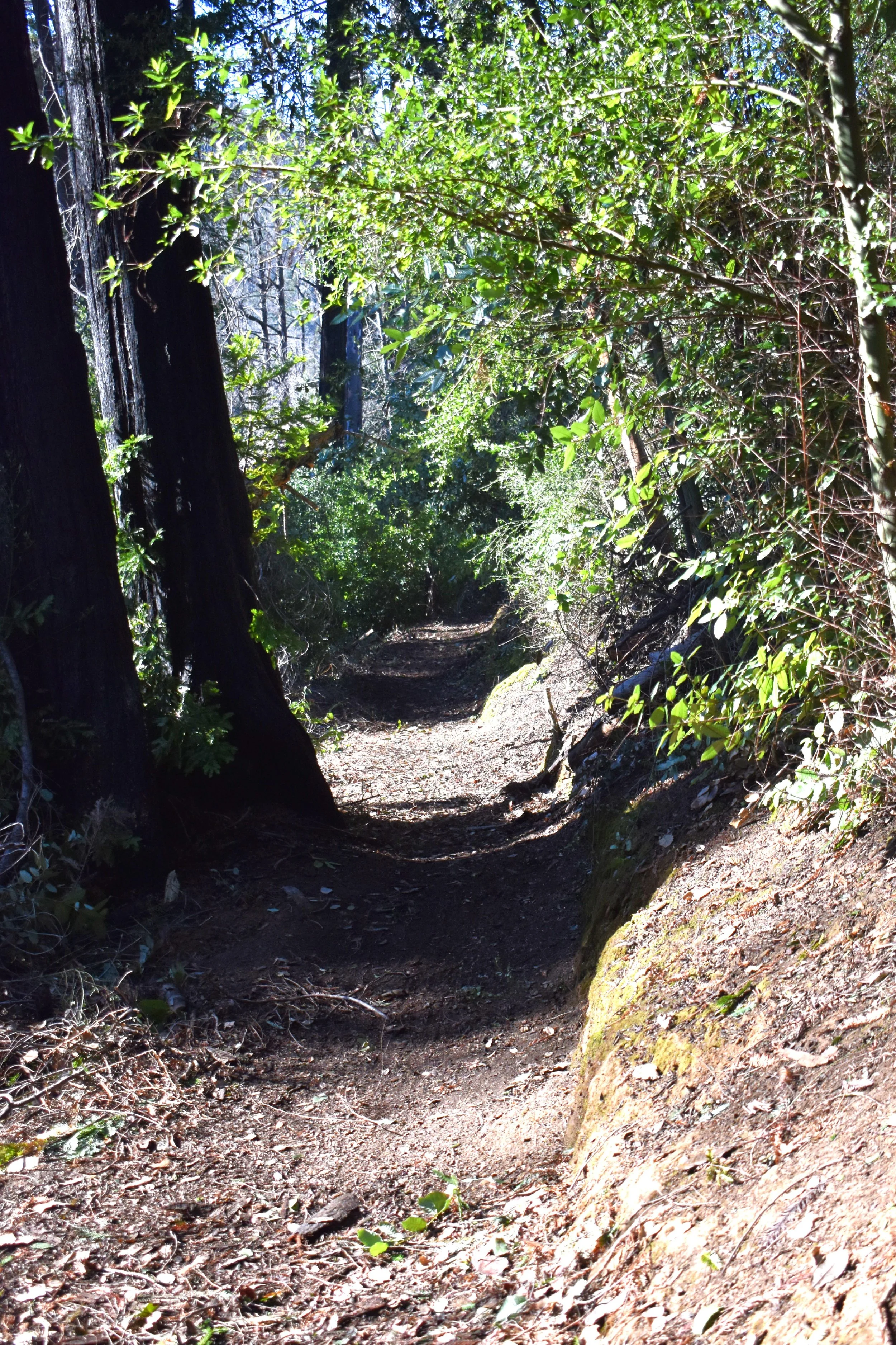 Trail Section After Clearing.jpg