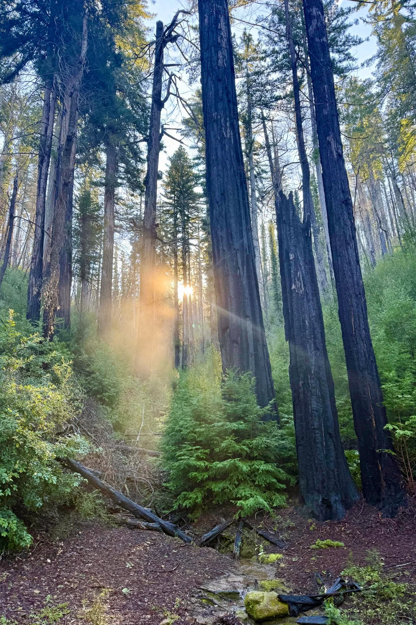 Pine Mountain - Middle Section