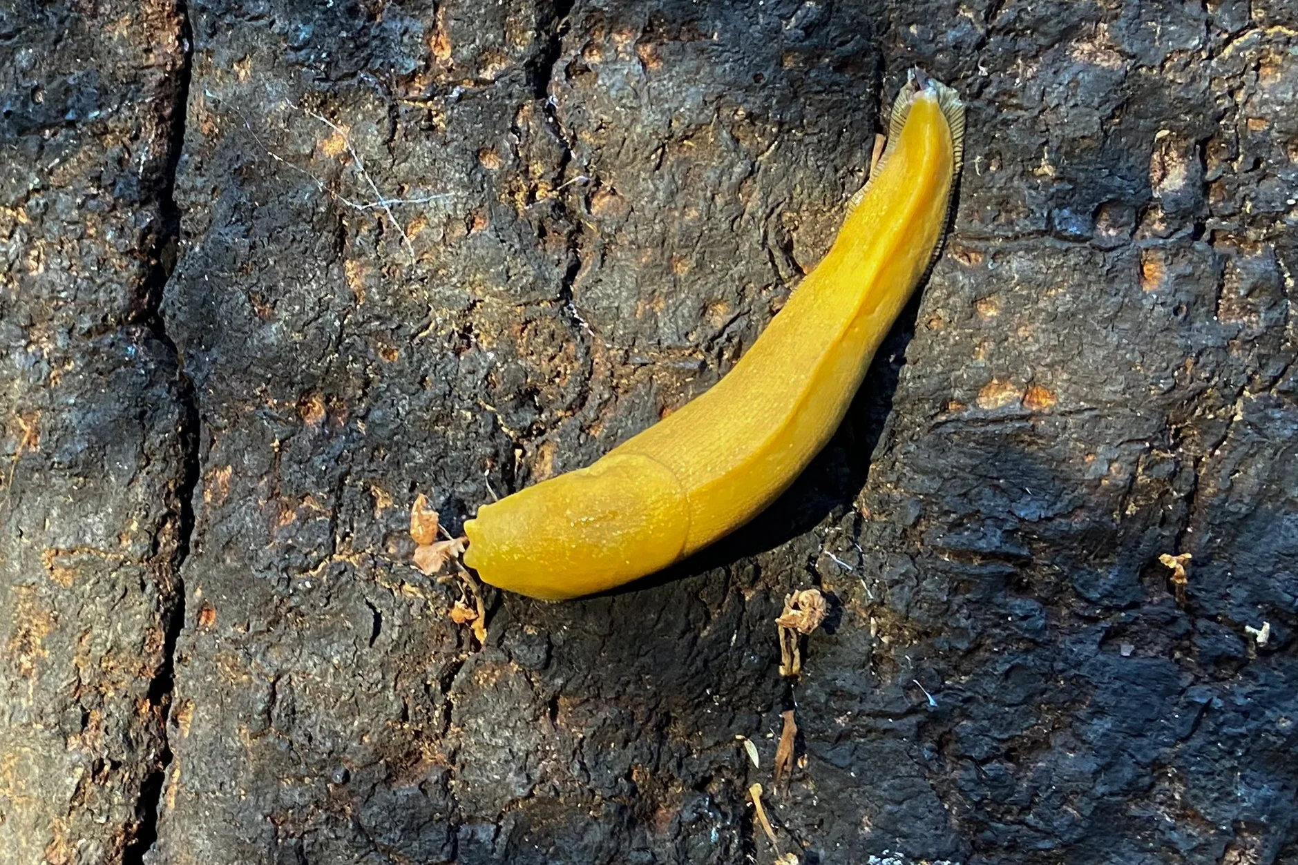 banana slug out for a morning stroll.jpg