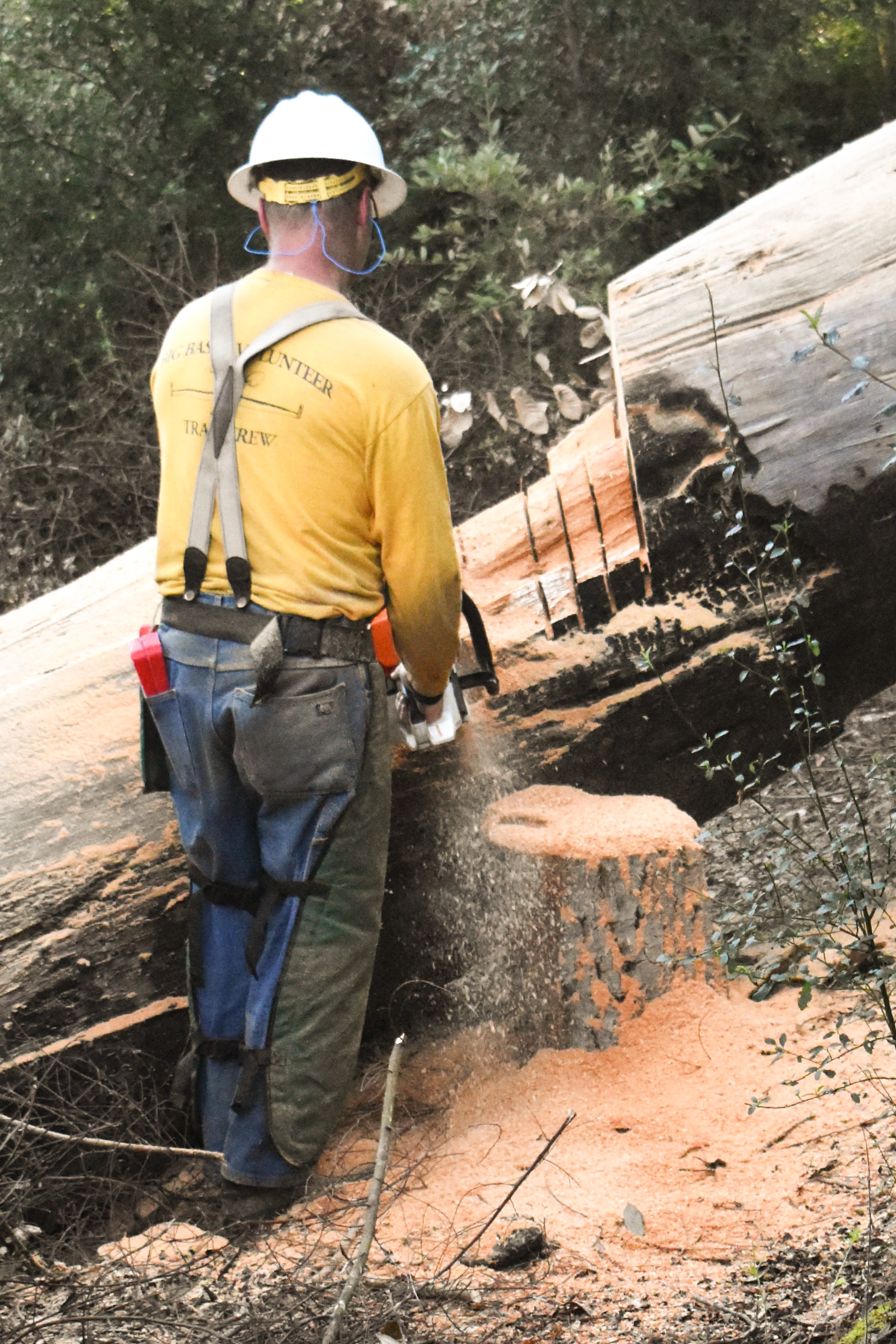 Cutting Notch in Down Tree to Make it Passable.jpg