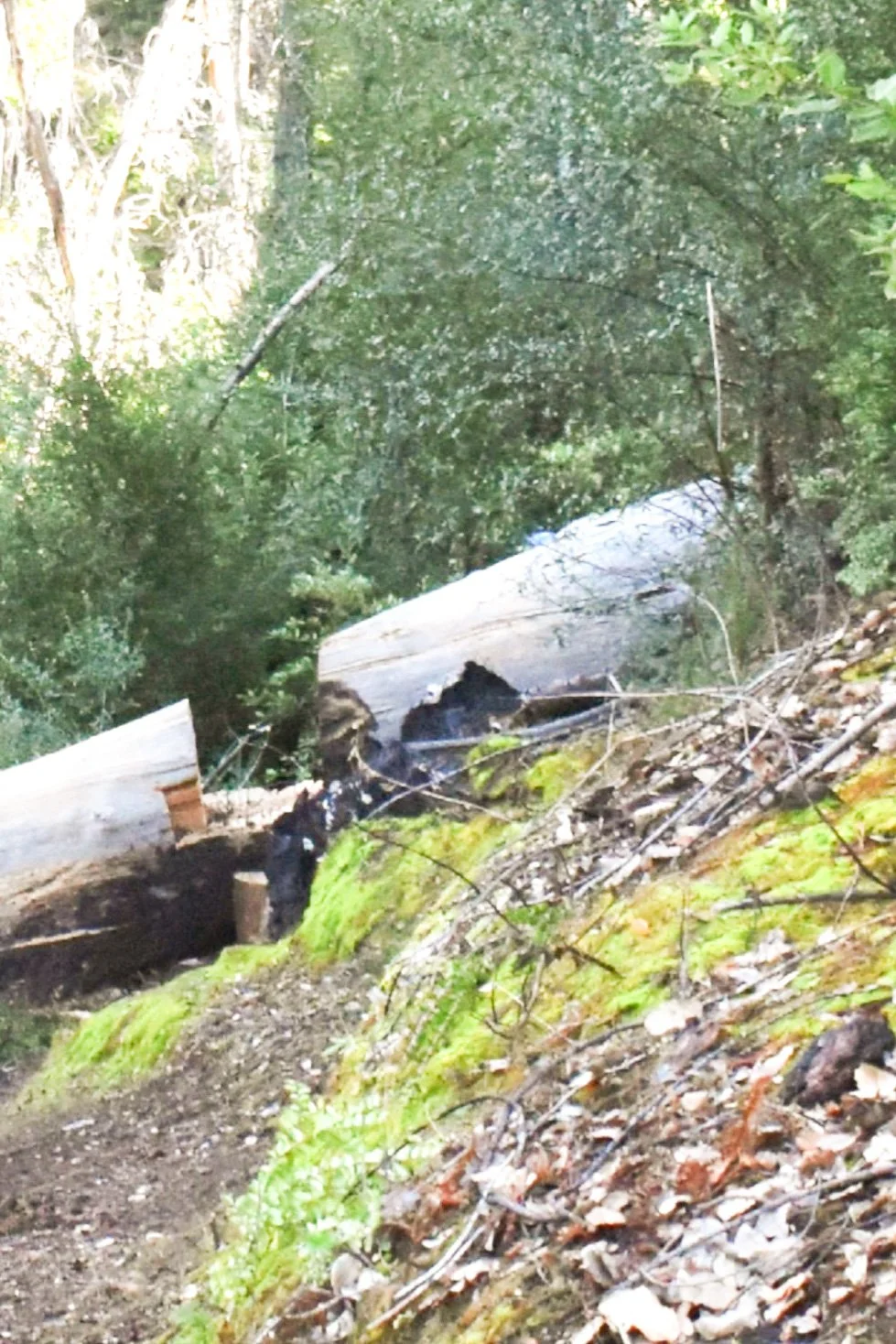 Notched Tree After Completion.jpg