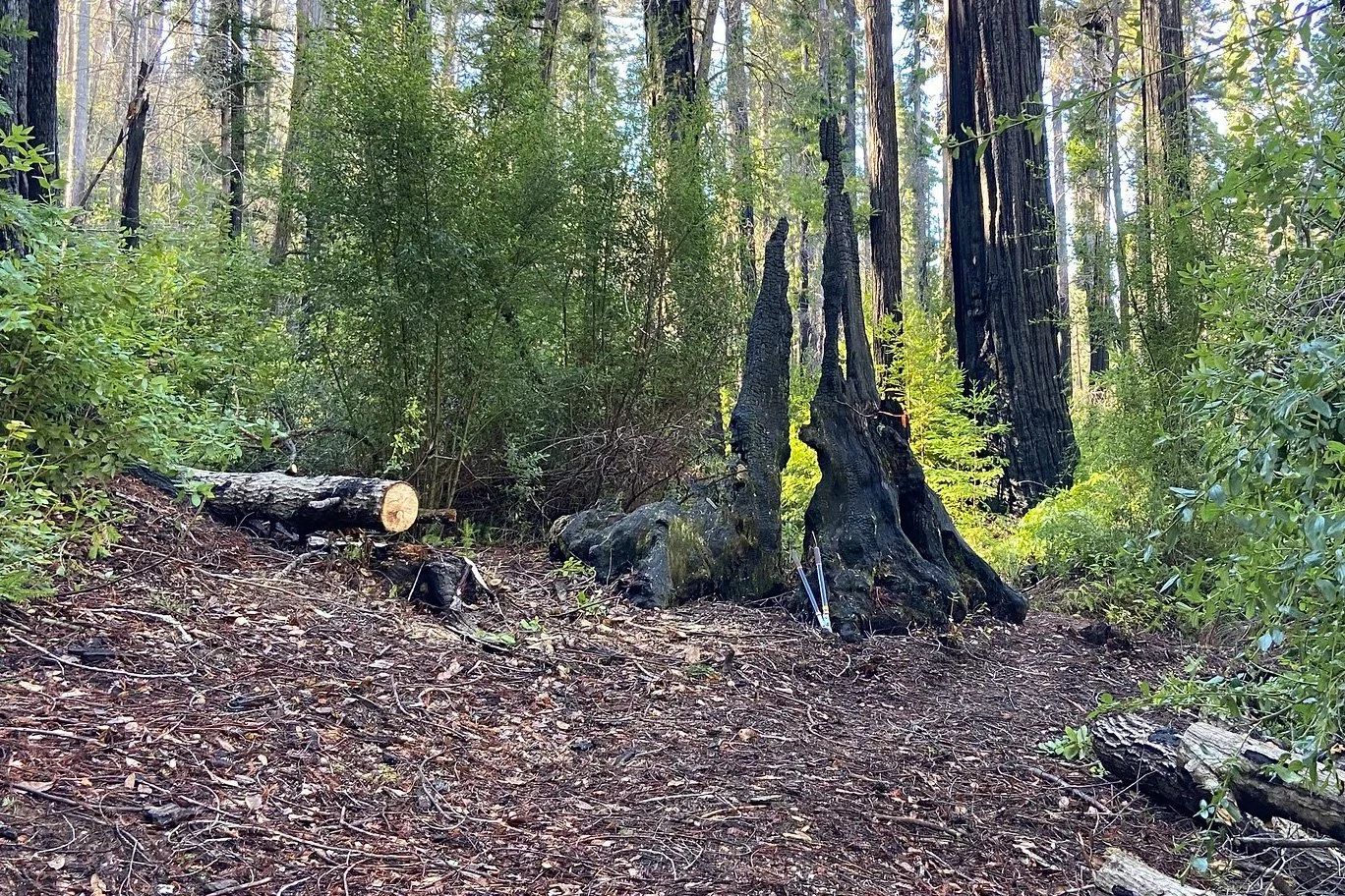 after clearing a fallen tree.jpg