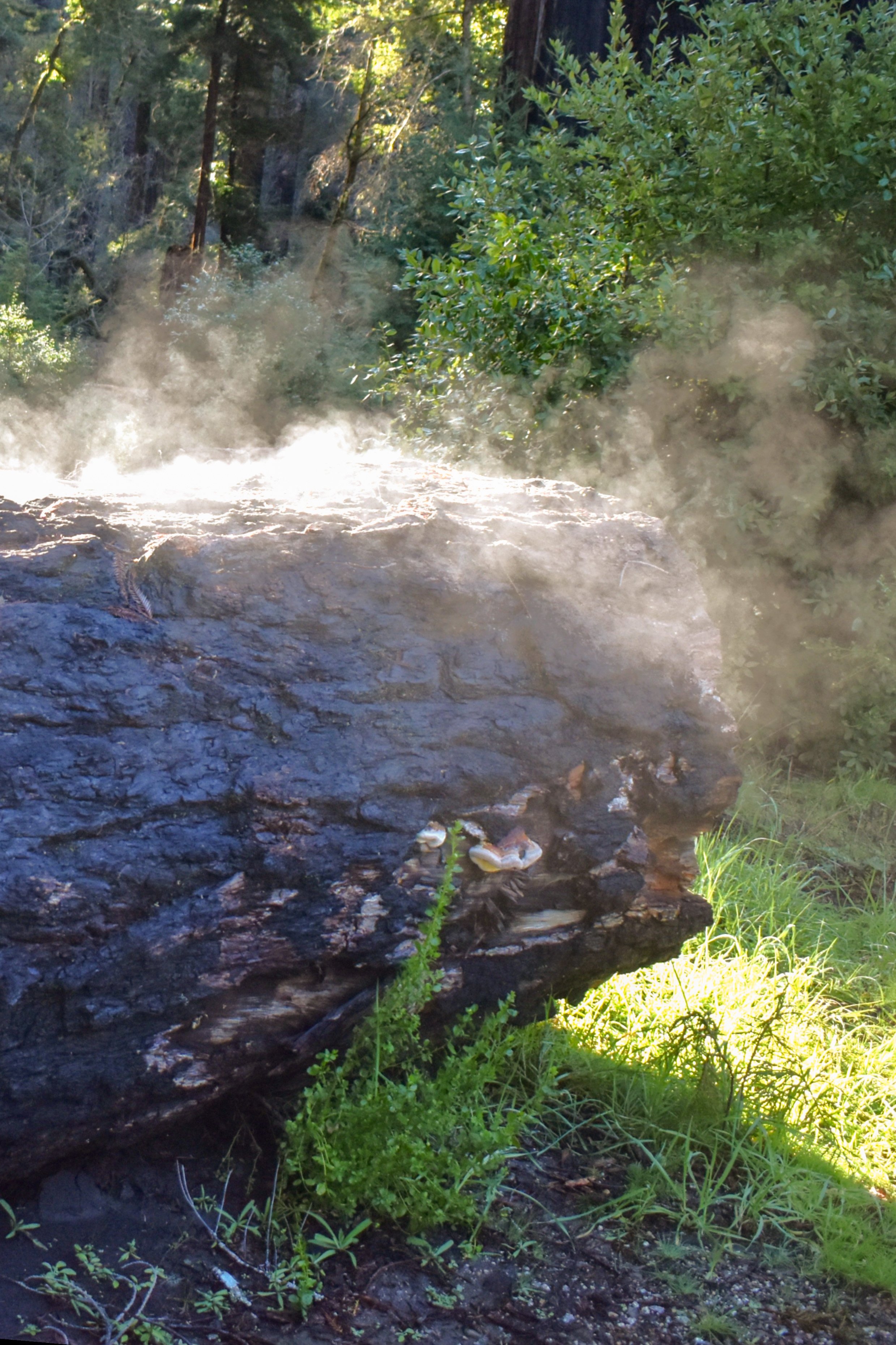 Sunlight After a Wet Week.jpg