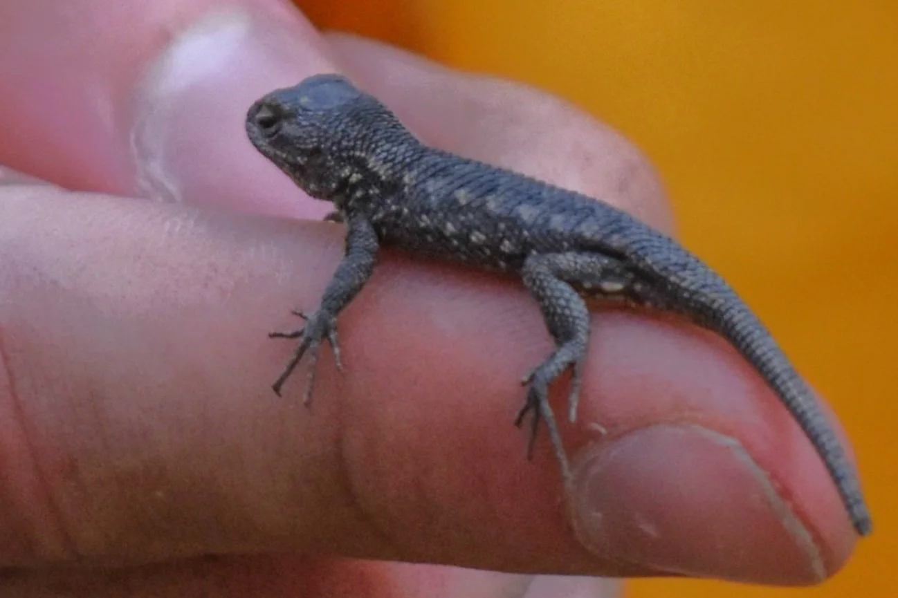 Warm Weather Friend-Fence Lizard.jpg