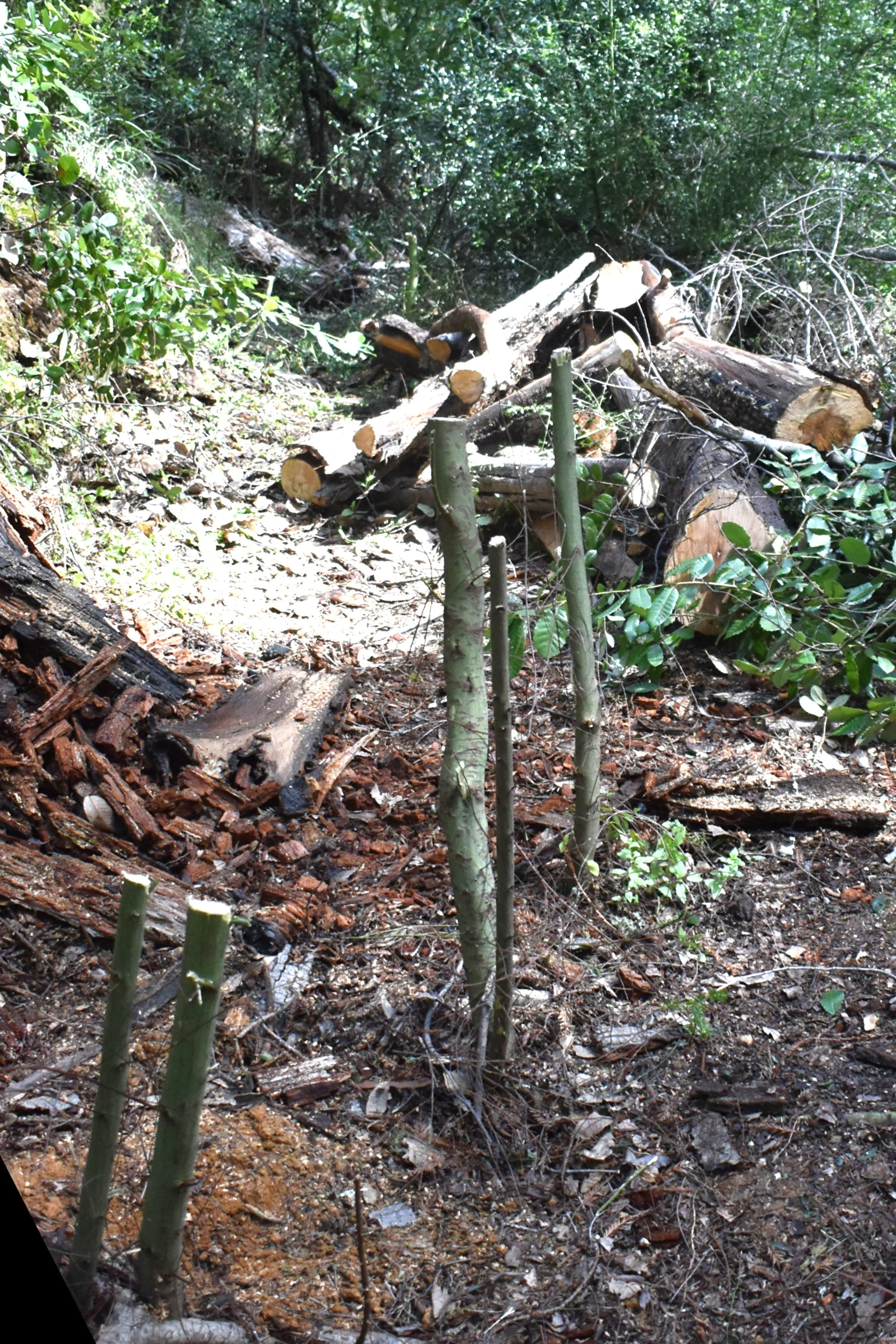 What Trail Looks Like After the First Pass.jpg