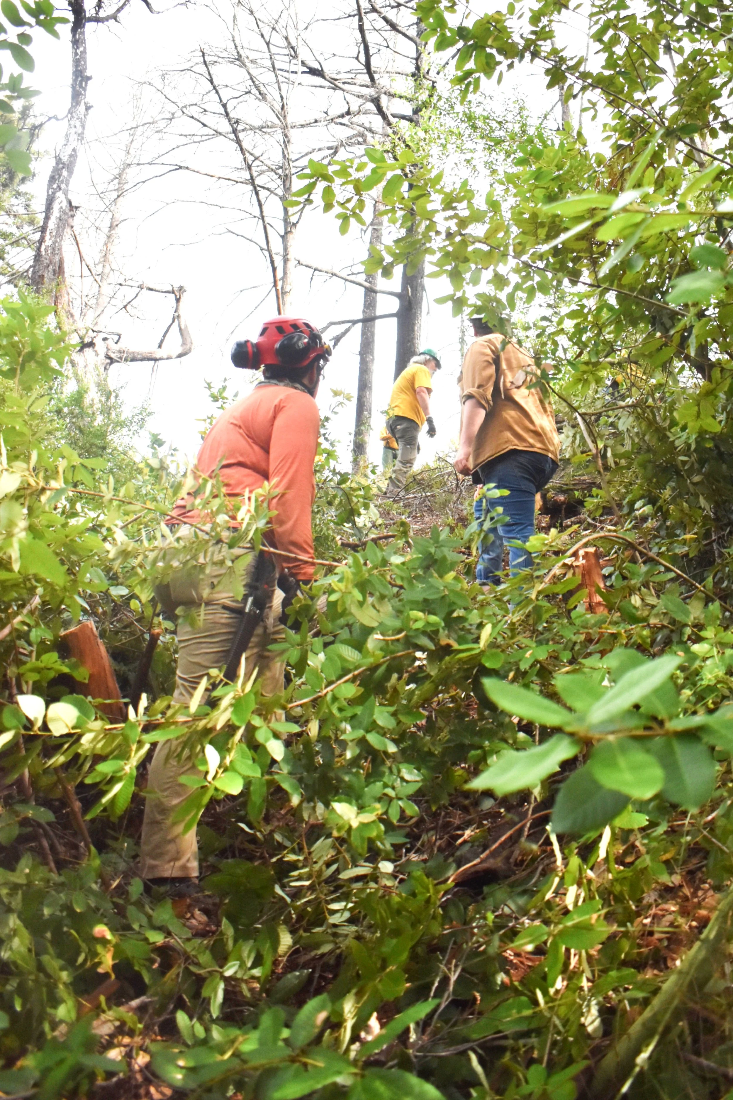 Clearing Keyhole Hillside.jpg