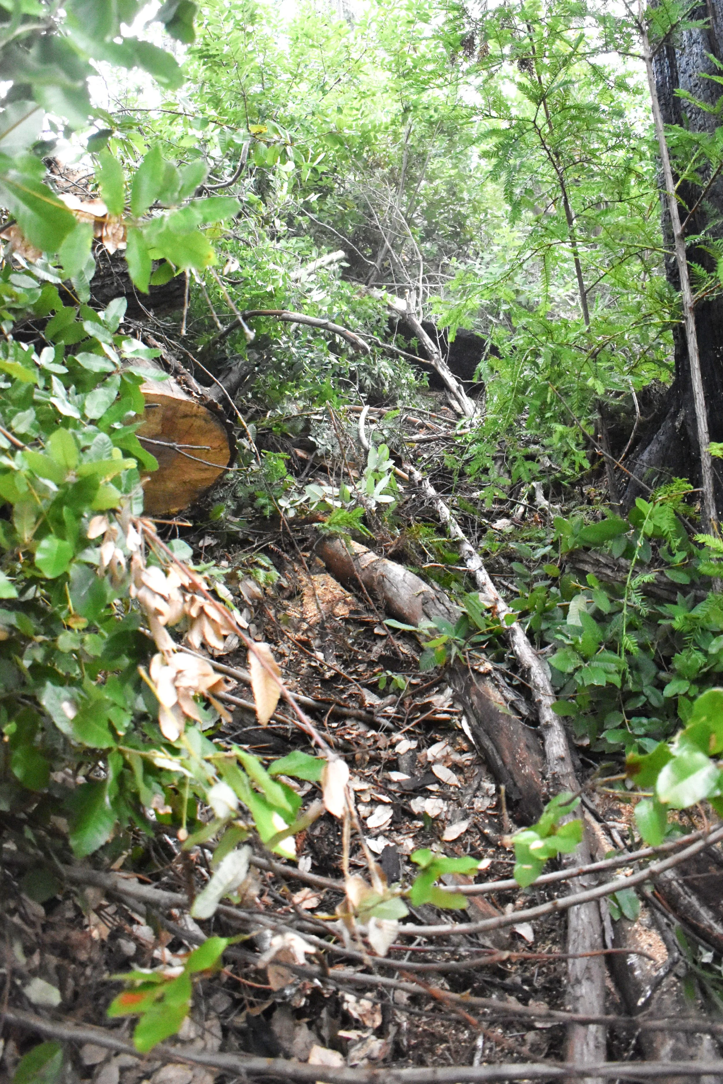 Next Section to Be Cleared.jpg