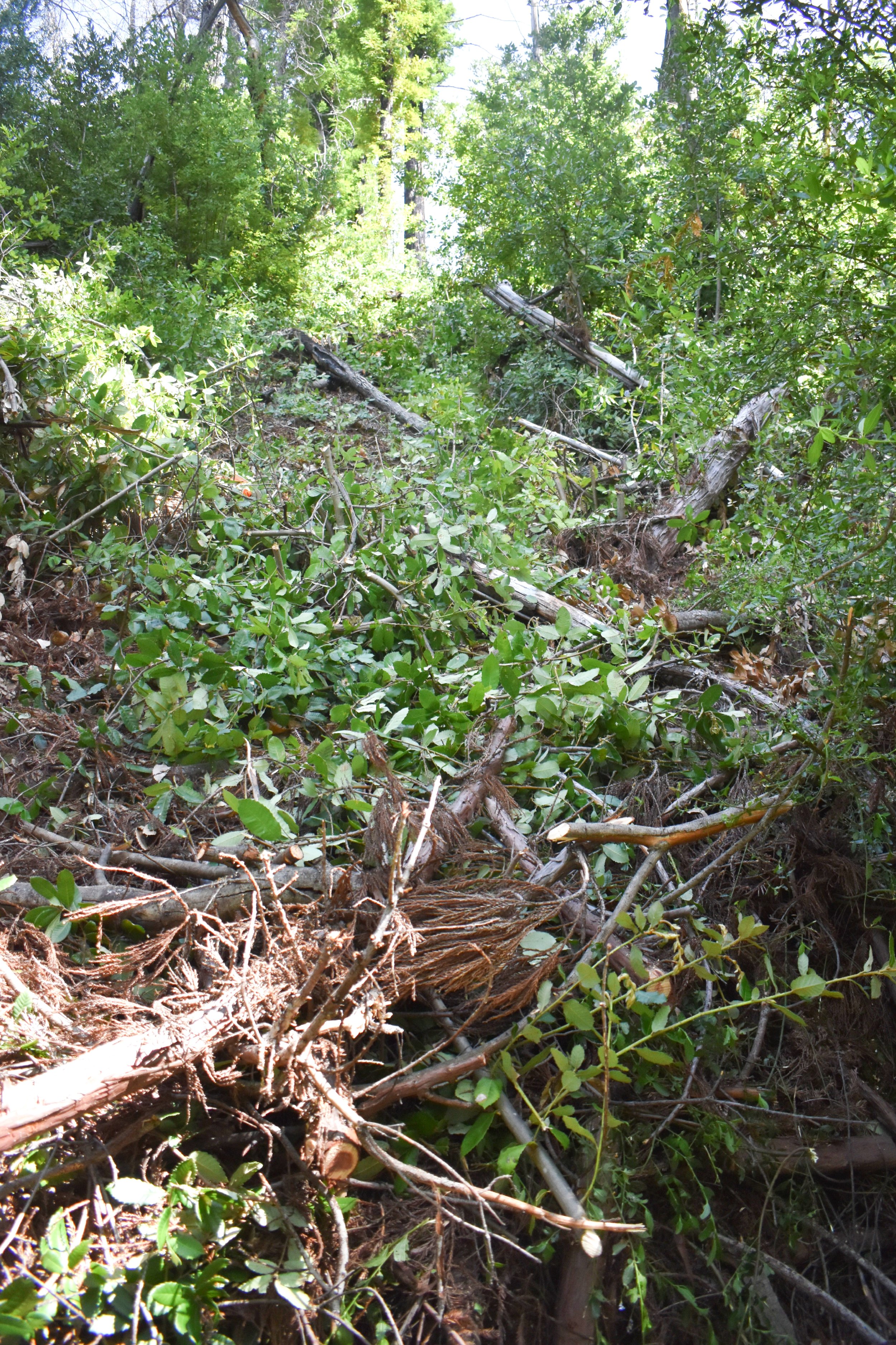 1. Before Photo of Keyhole.jpg