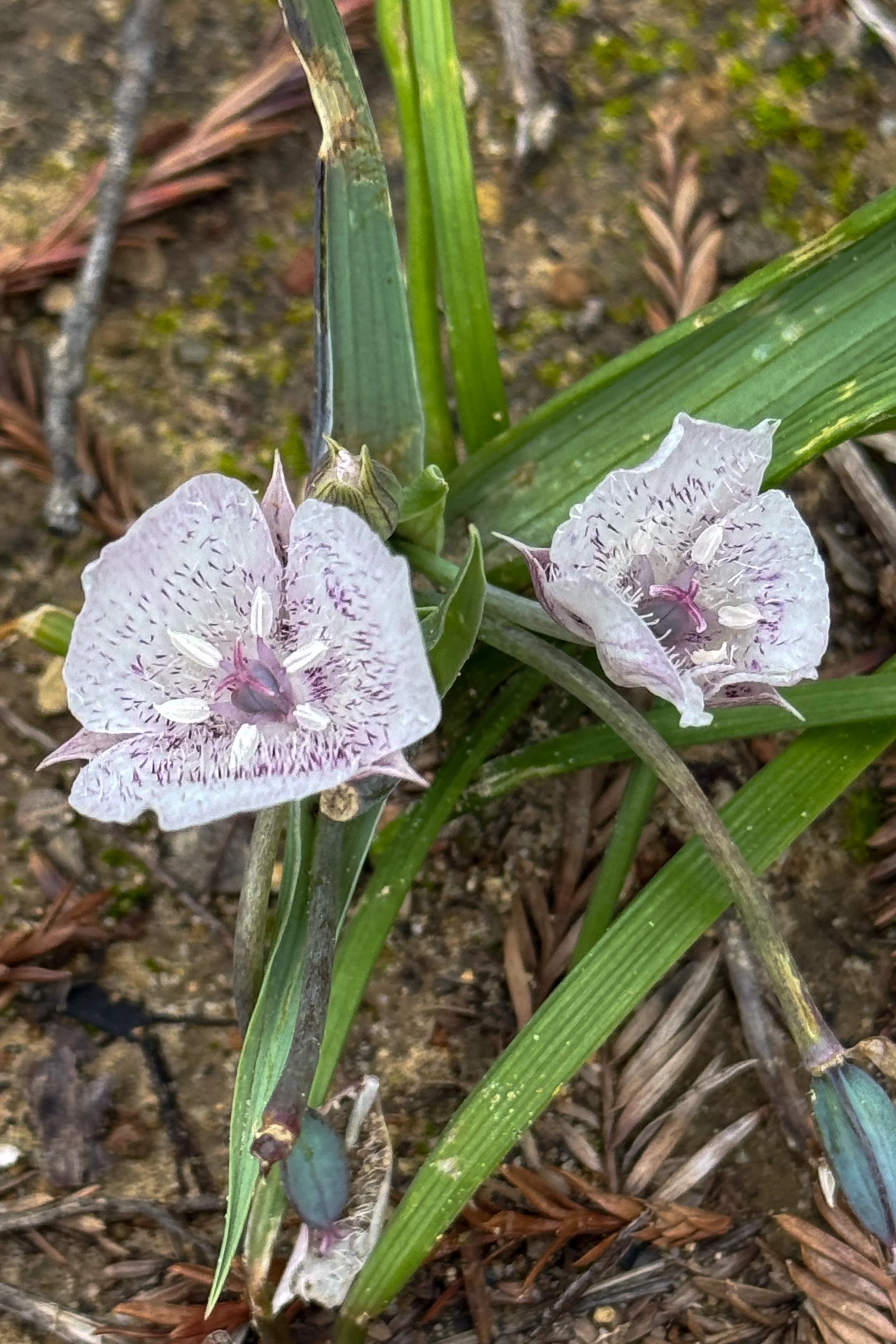Tiny Star Tulip.jpg