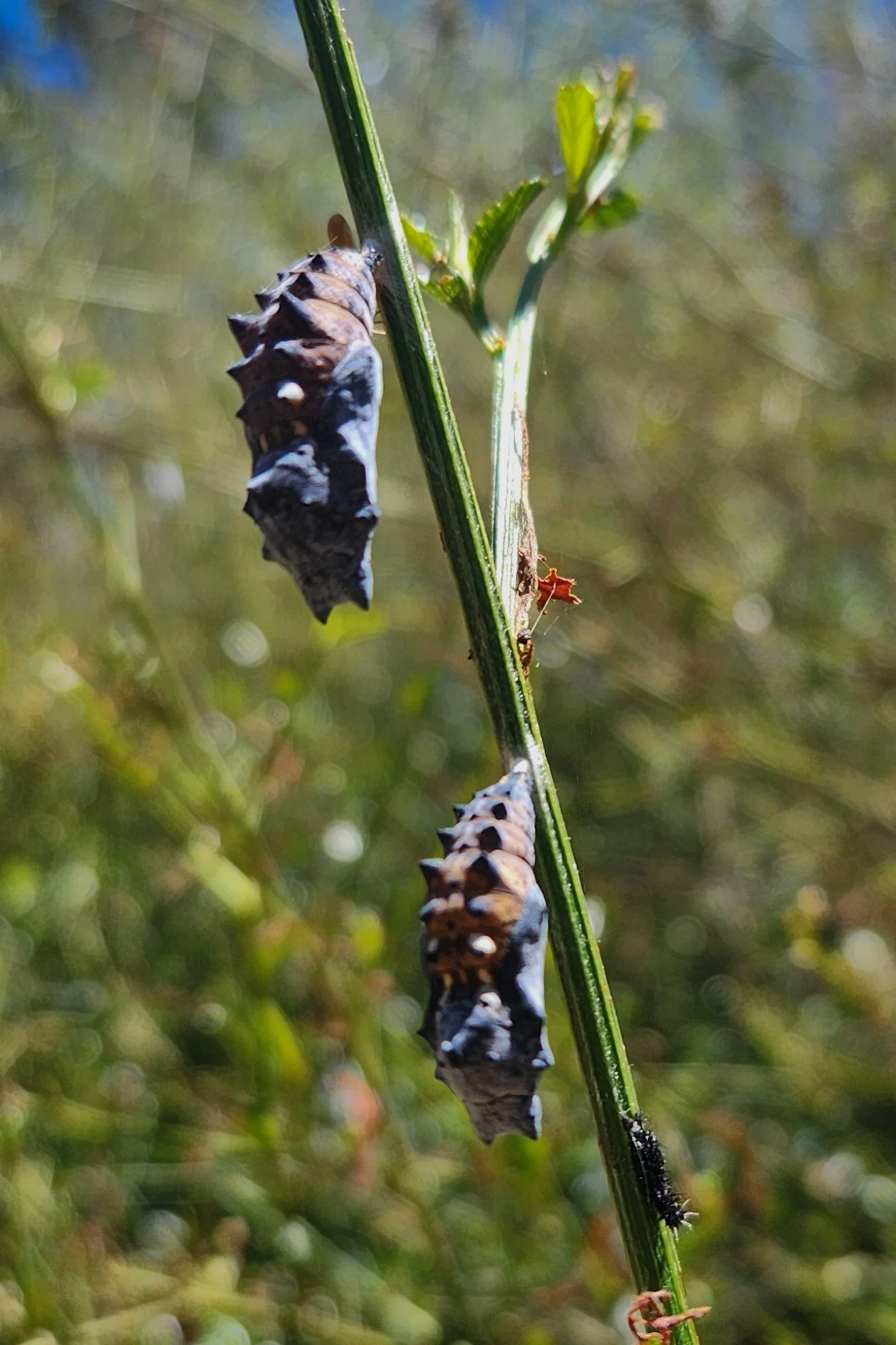 CA Tortoise Shell  Pupa - Nan.jpg