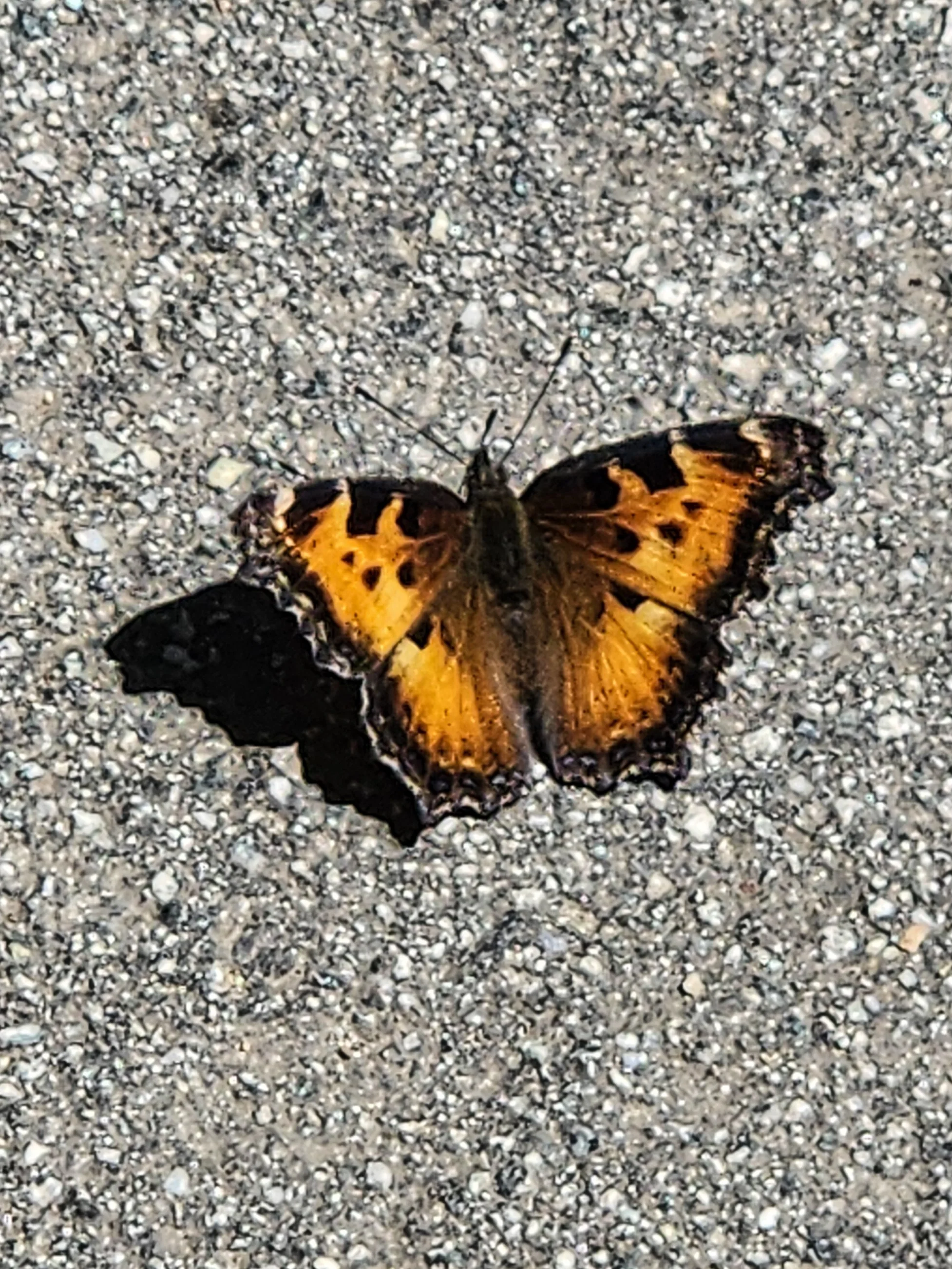 CA Tortoise Shell  - Nan.jpg