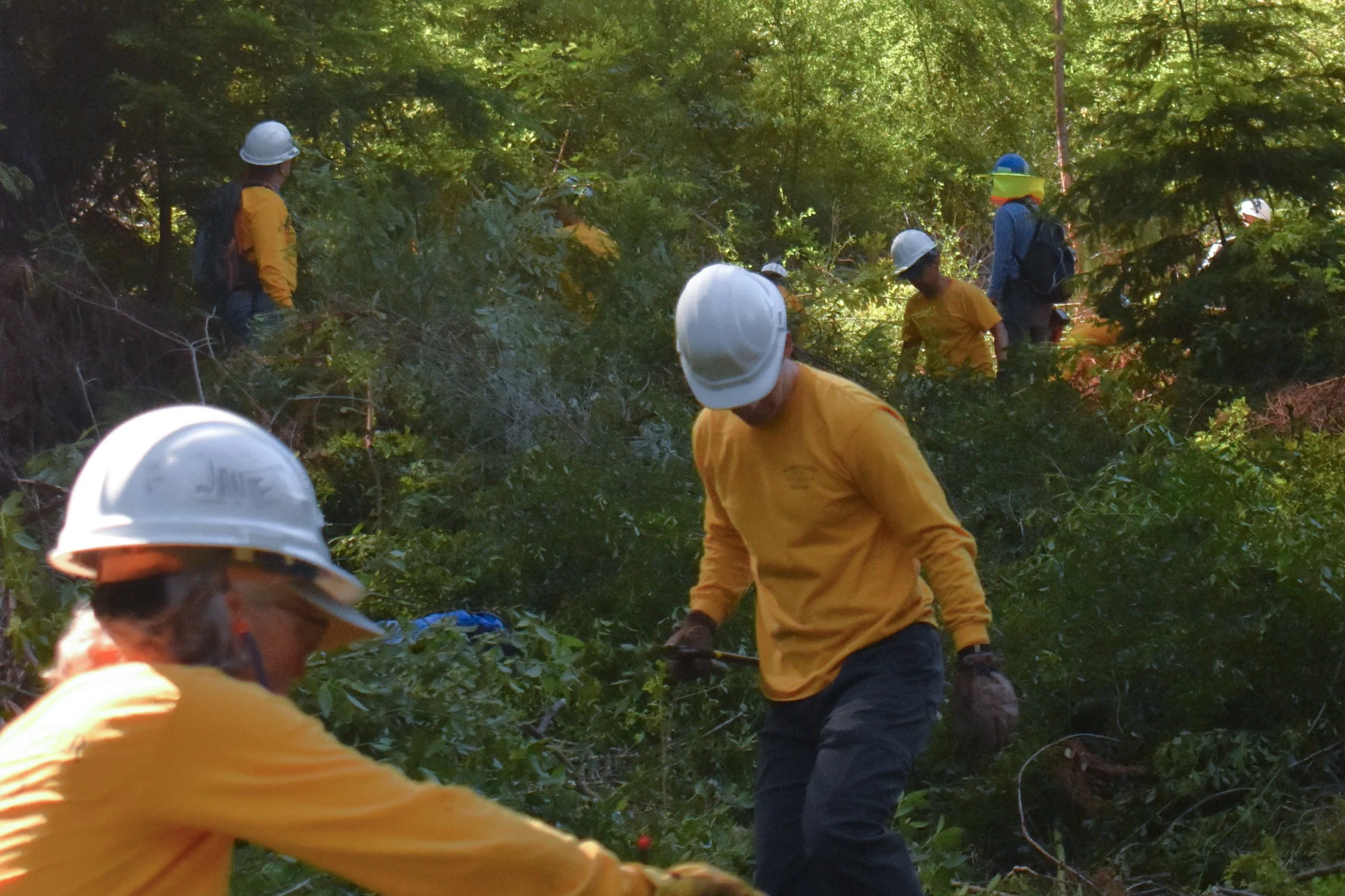 Initial Trailhead Clearing.jpg