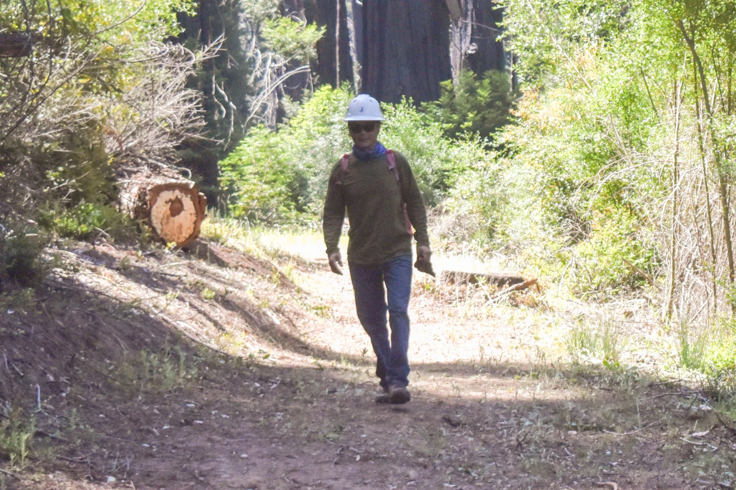 Cleared Trail Section.jpg