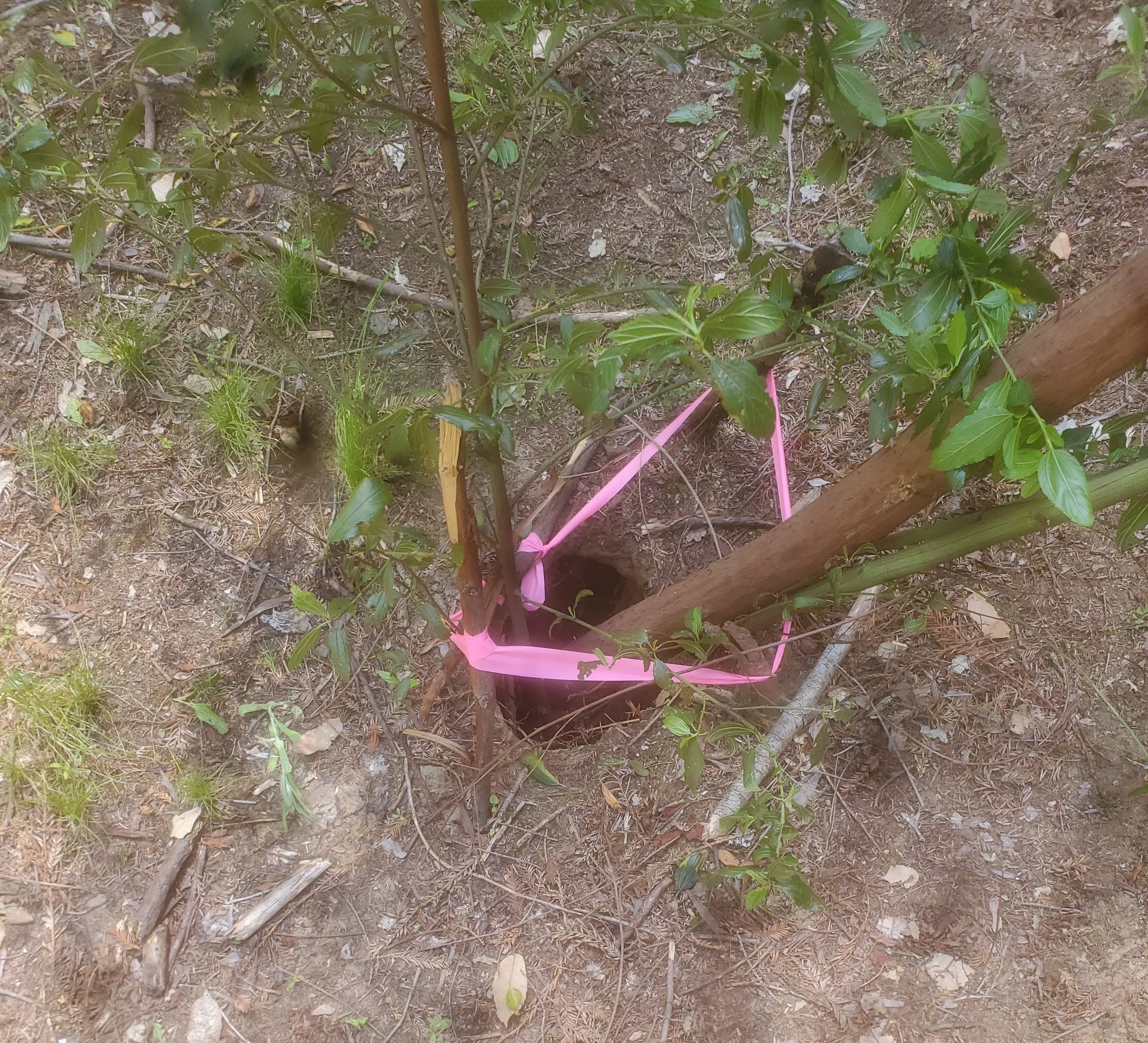 Burned Out Root Trail Hole Needing Repair.jpg