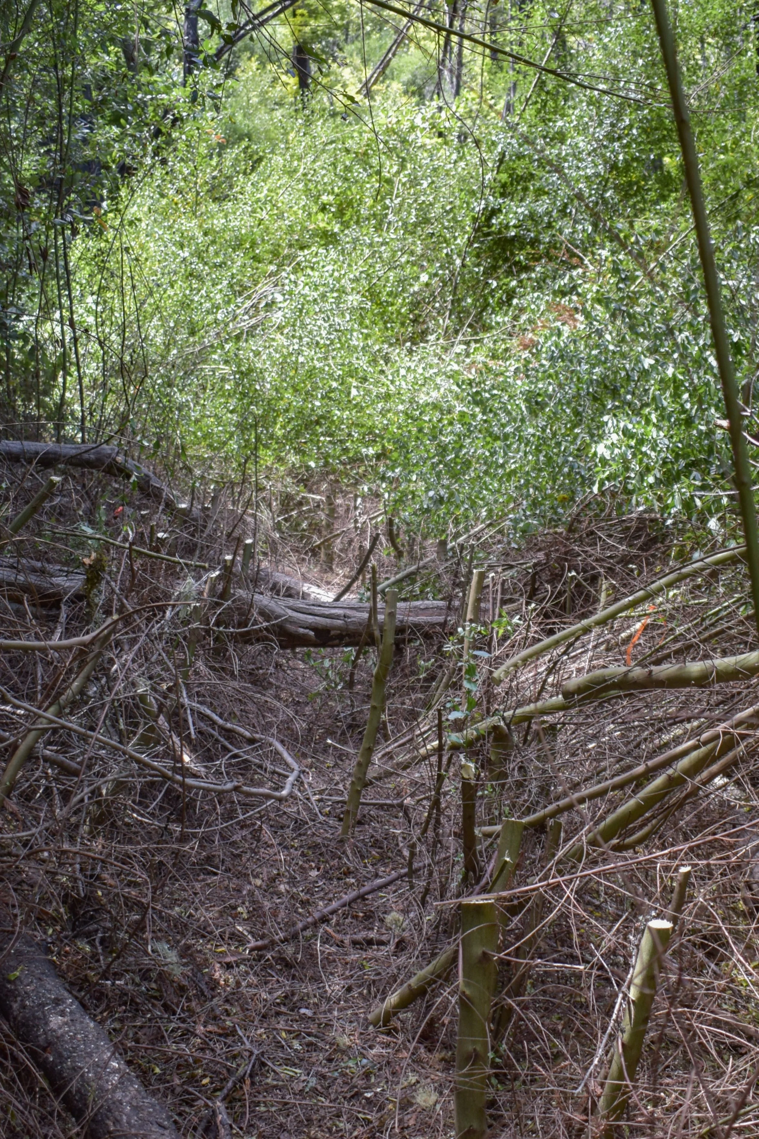 Nest Section of Trail.jpg