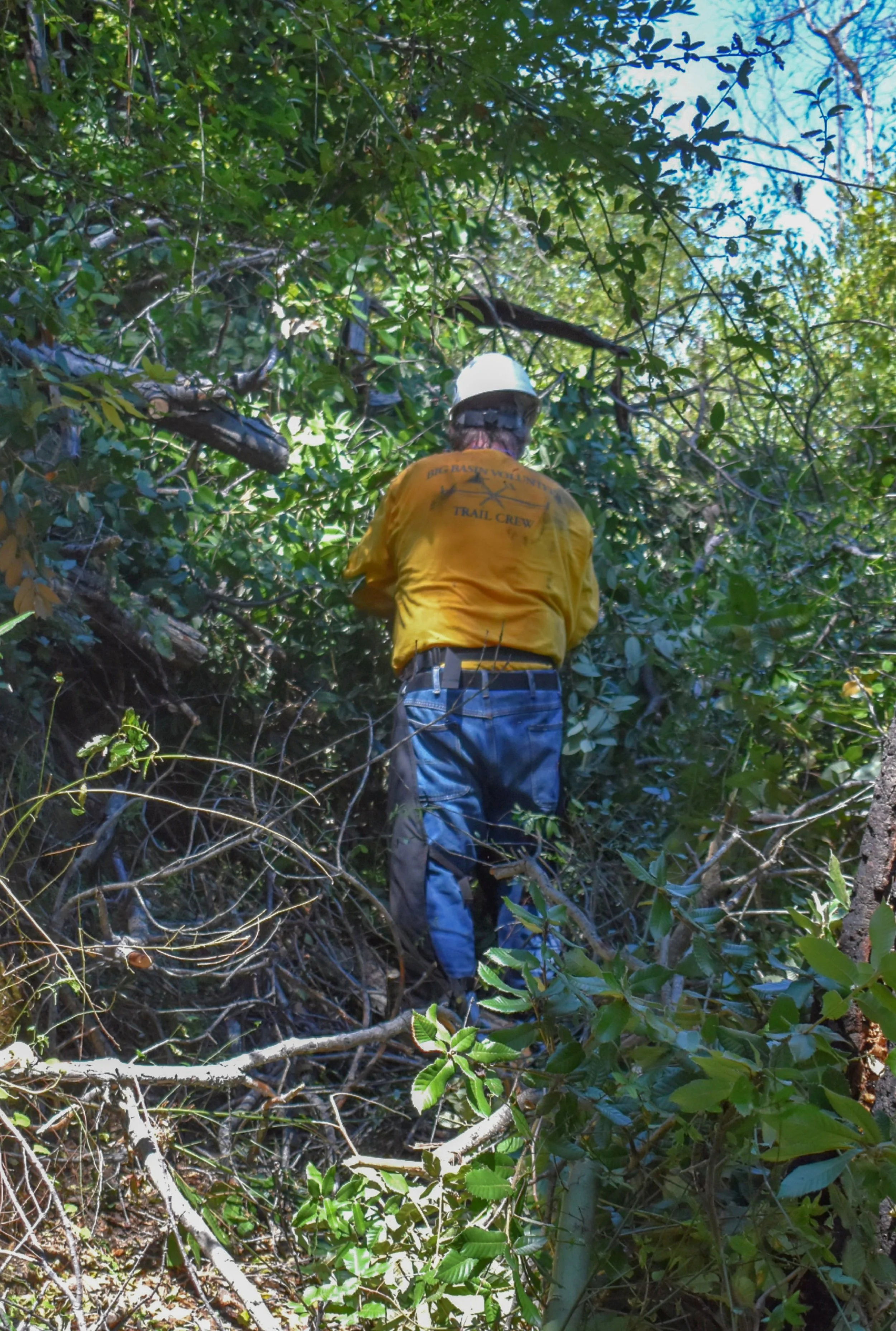 The Trail IS in There.jpg