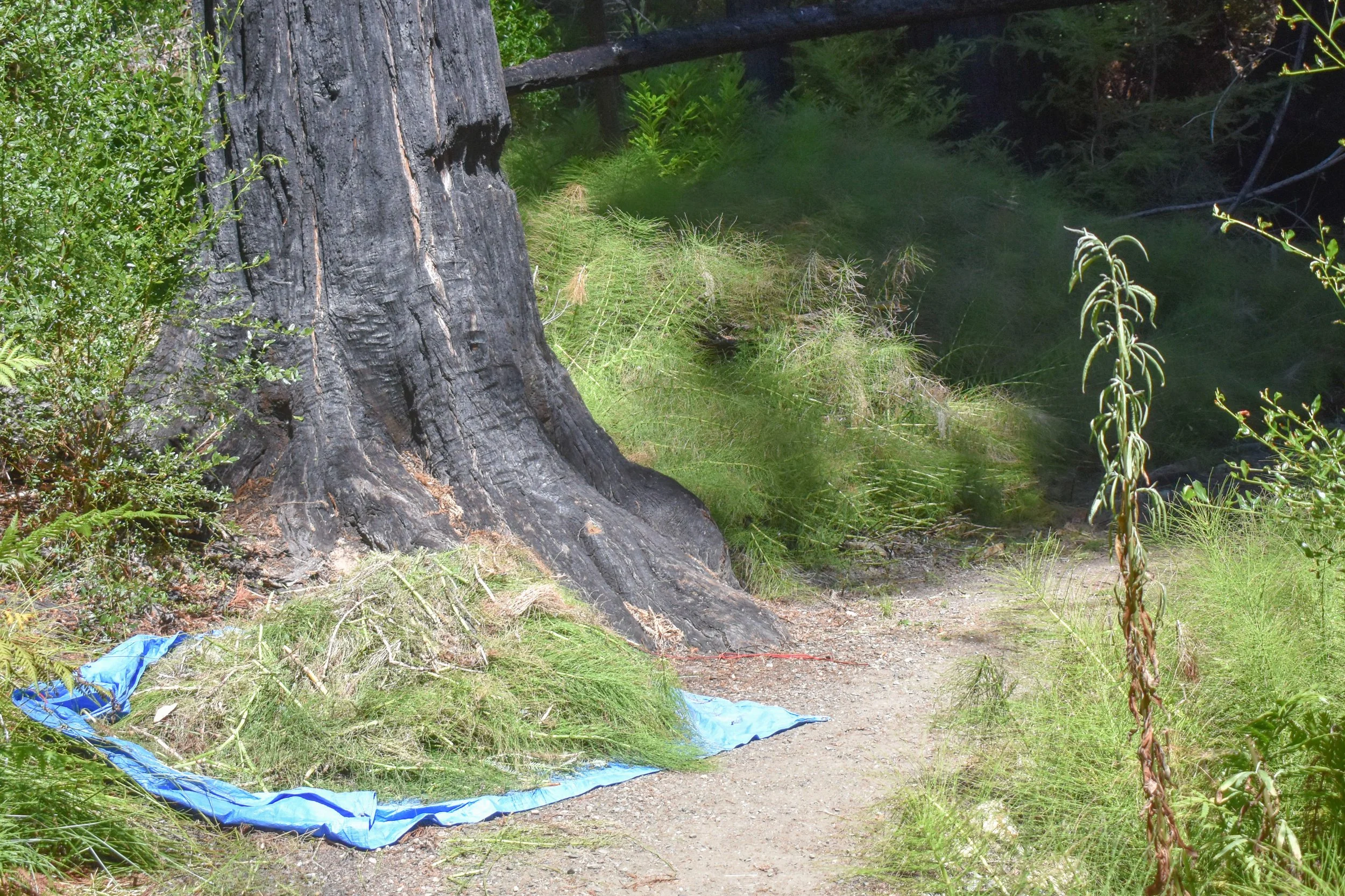 Horsetail Waiting for Disposal.jpg