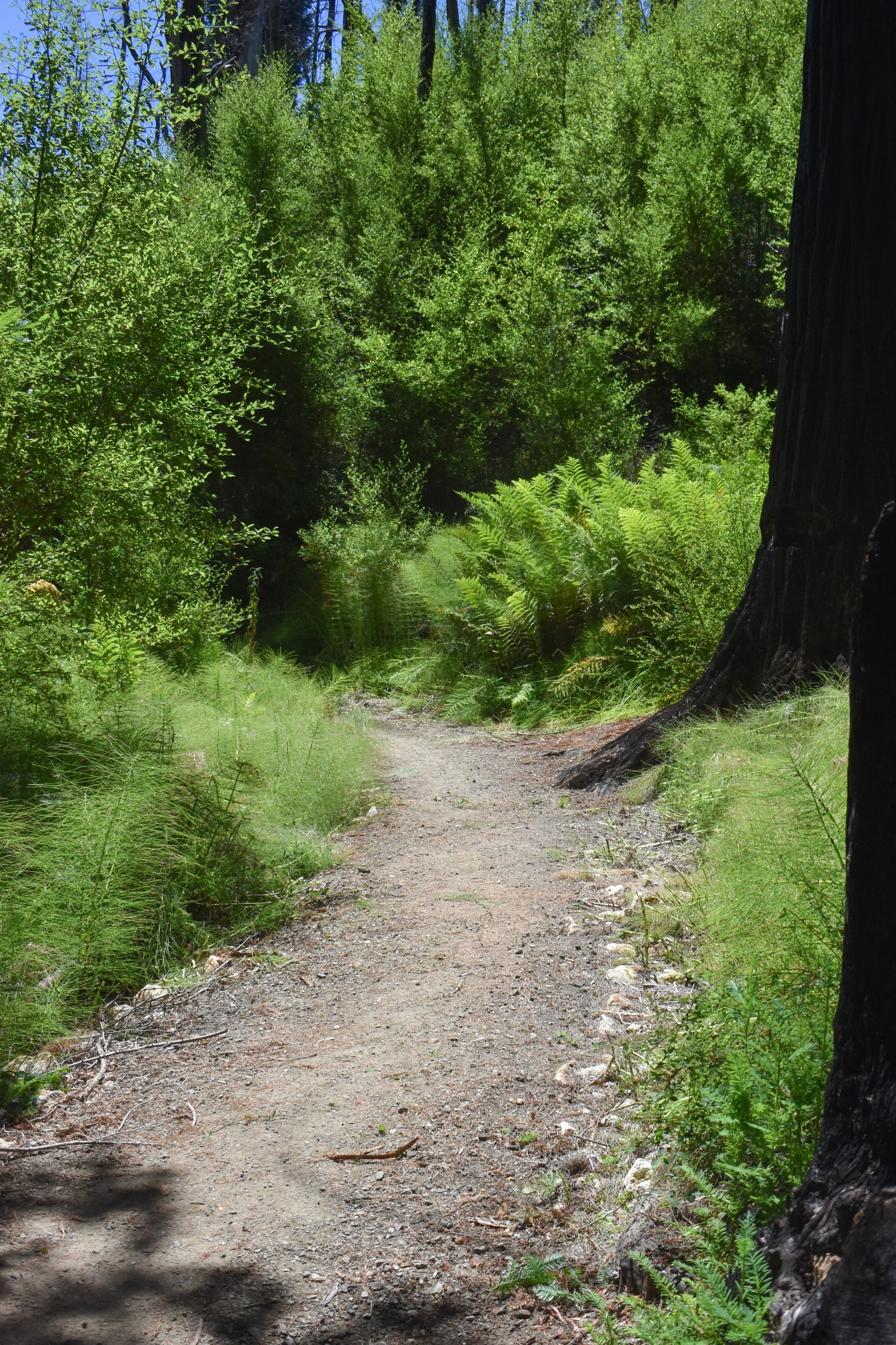 Horsetail Cleared From Trail Edge.jpg
